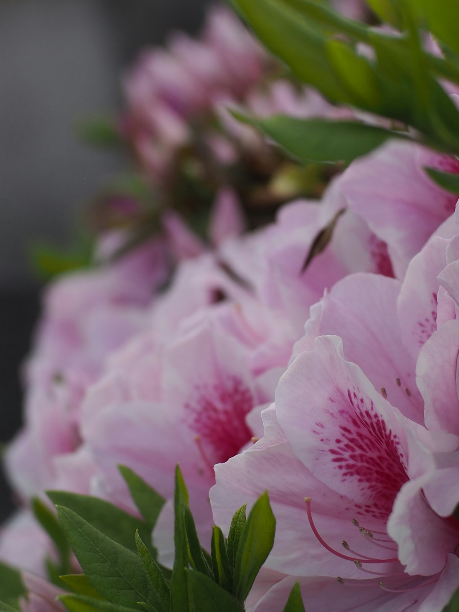 Acercamiento de flores rosas delicadas con hojas verdes exuberantes
