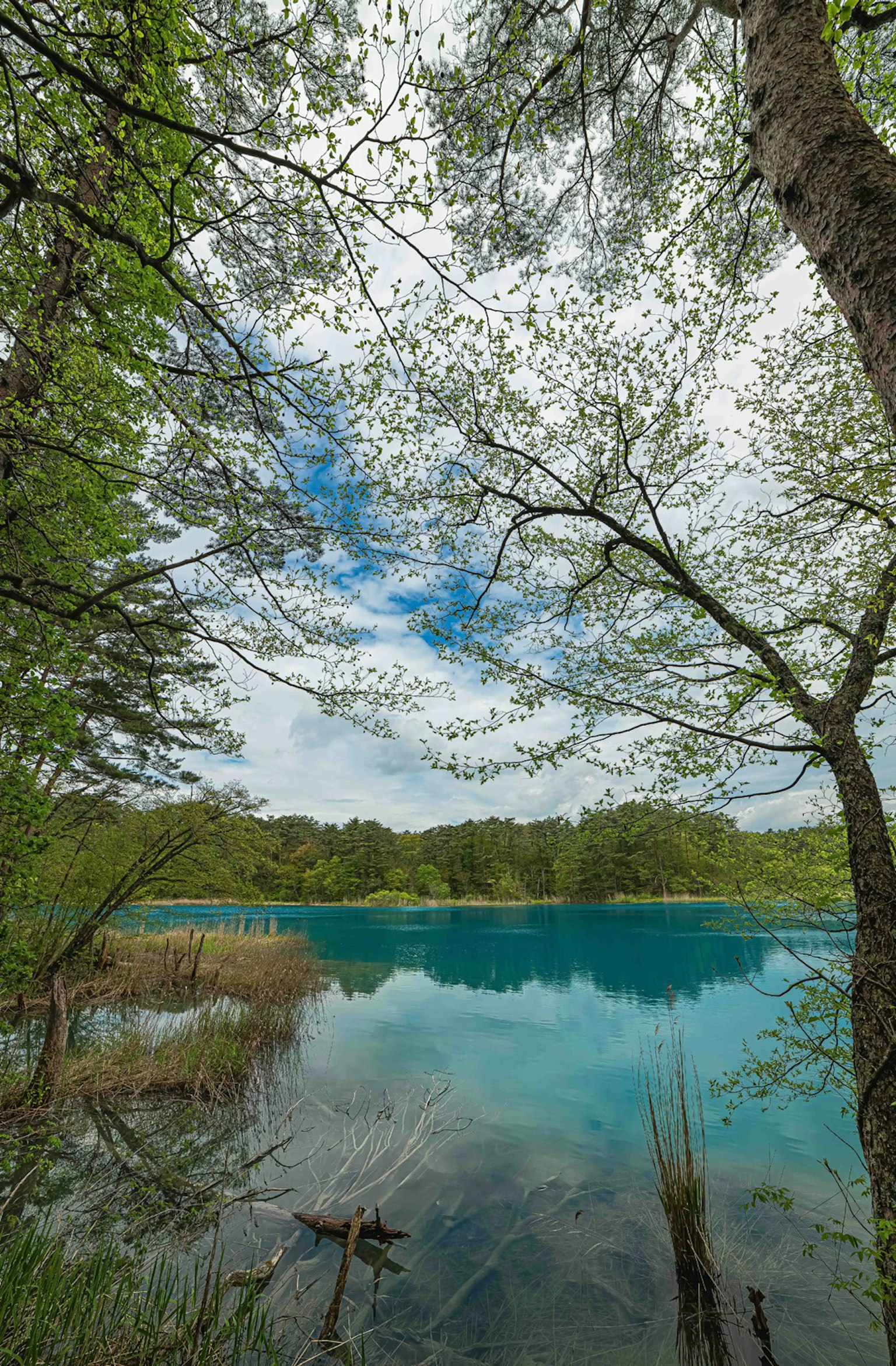 蓝色湖泊和绿色树木的风景