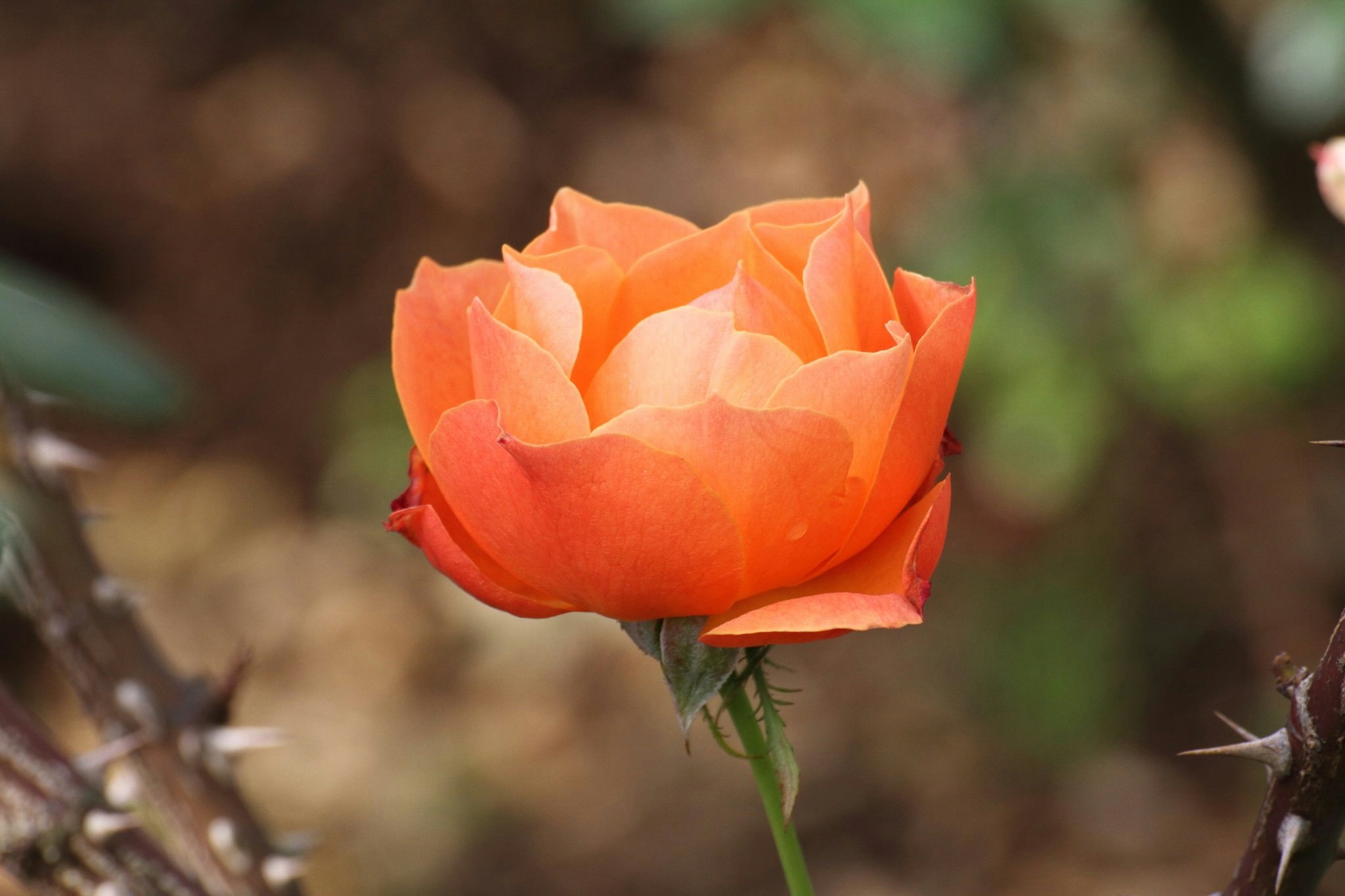 背景のボケに浮かぶオレンジ色のバラの花