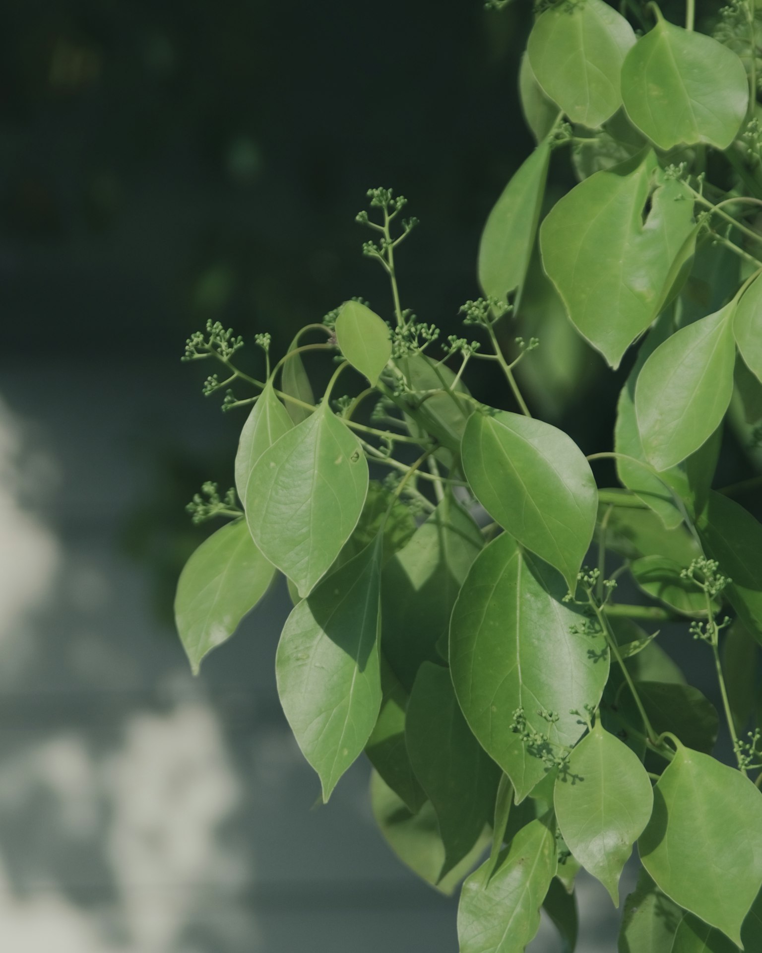 Acercamiento de hojas verdes exuberantes con brotes delicados