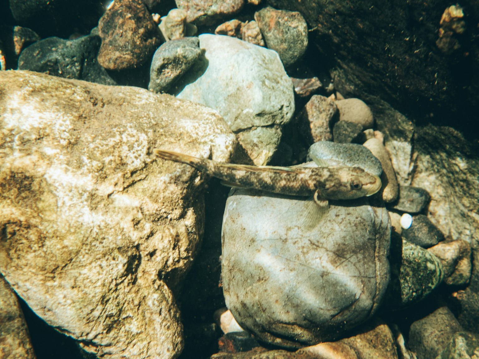 Ein kleines fischähnliches Wesen zwischen Steinen unter Wasser