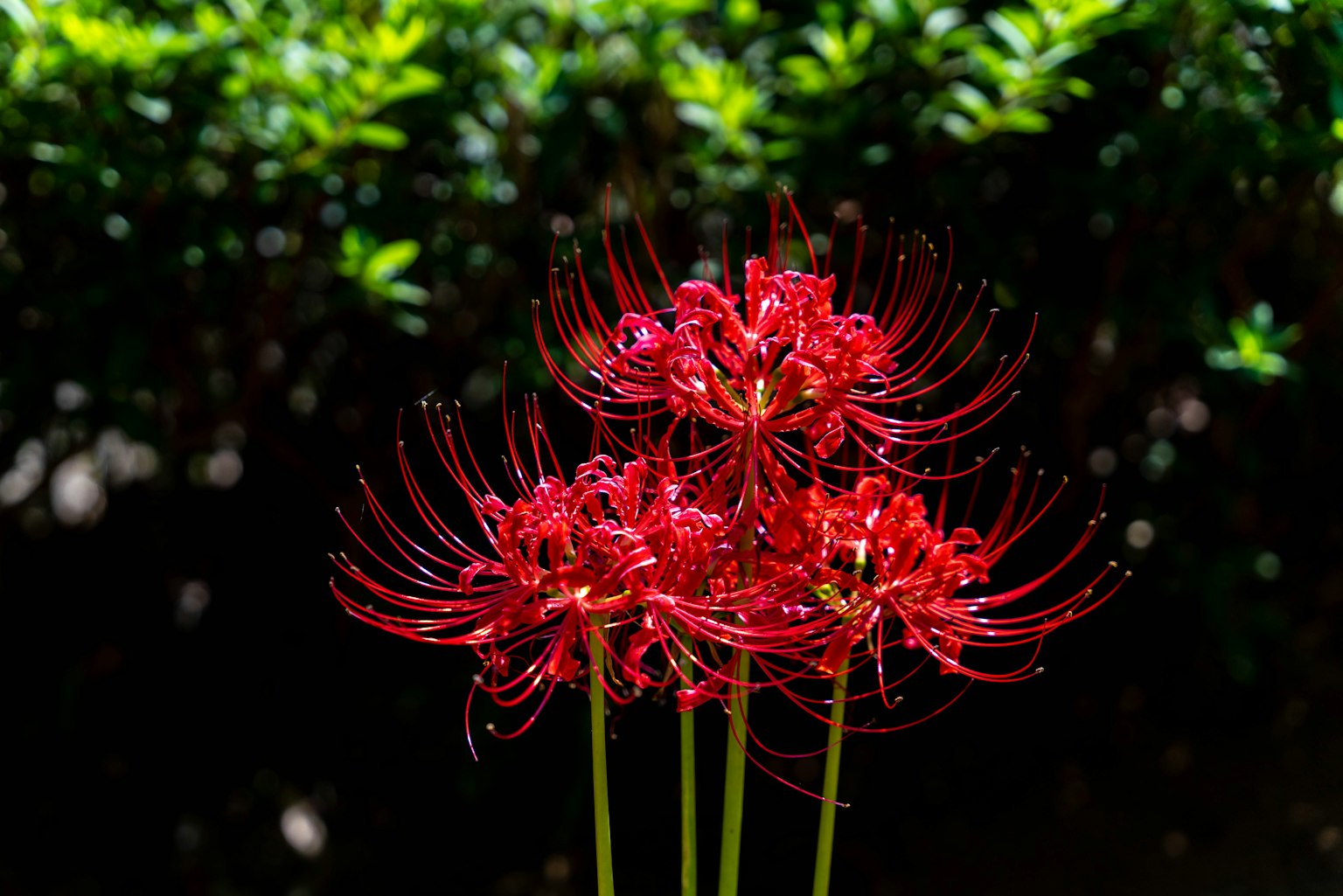 Beautiful red spider lilies contrasting against a green background