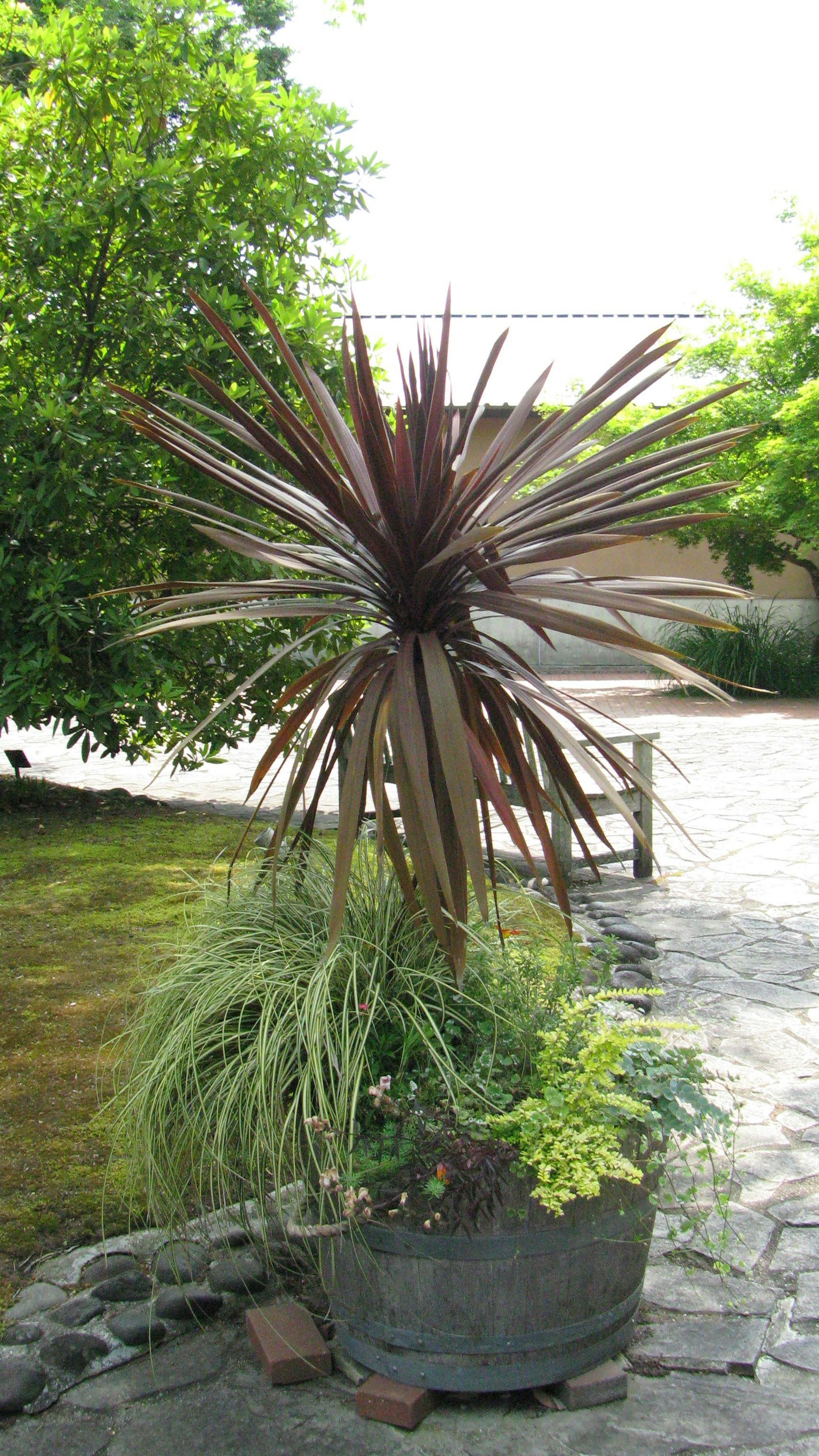 Une scène de jardin avec une grande plante épineuse dans un pot entourée de verdure