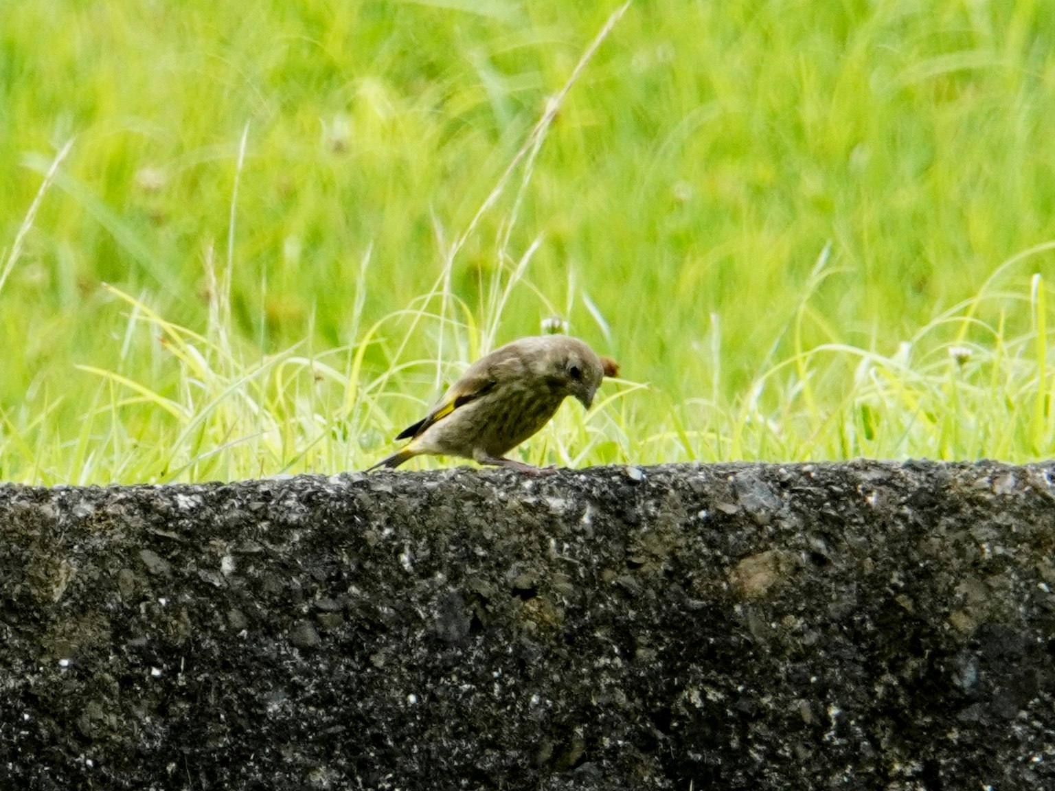 Un piccolo uccello in piedi su un muro di pietra davanti a erba verde