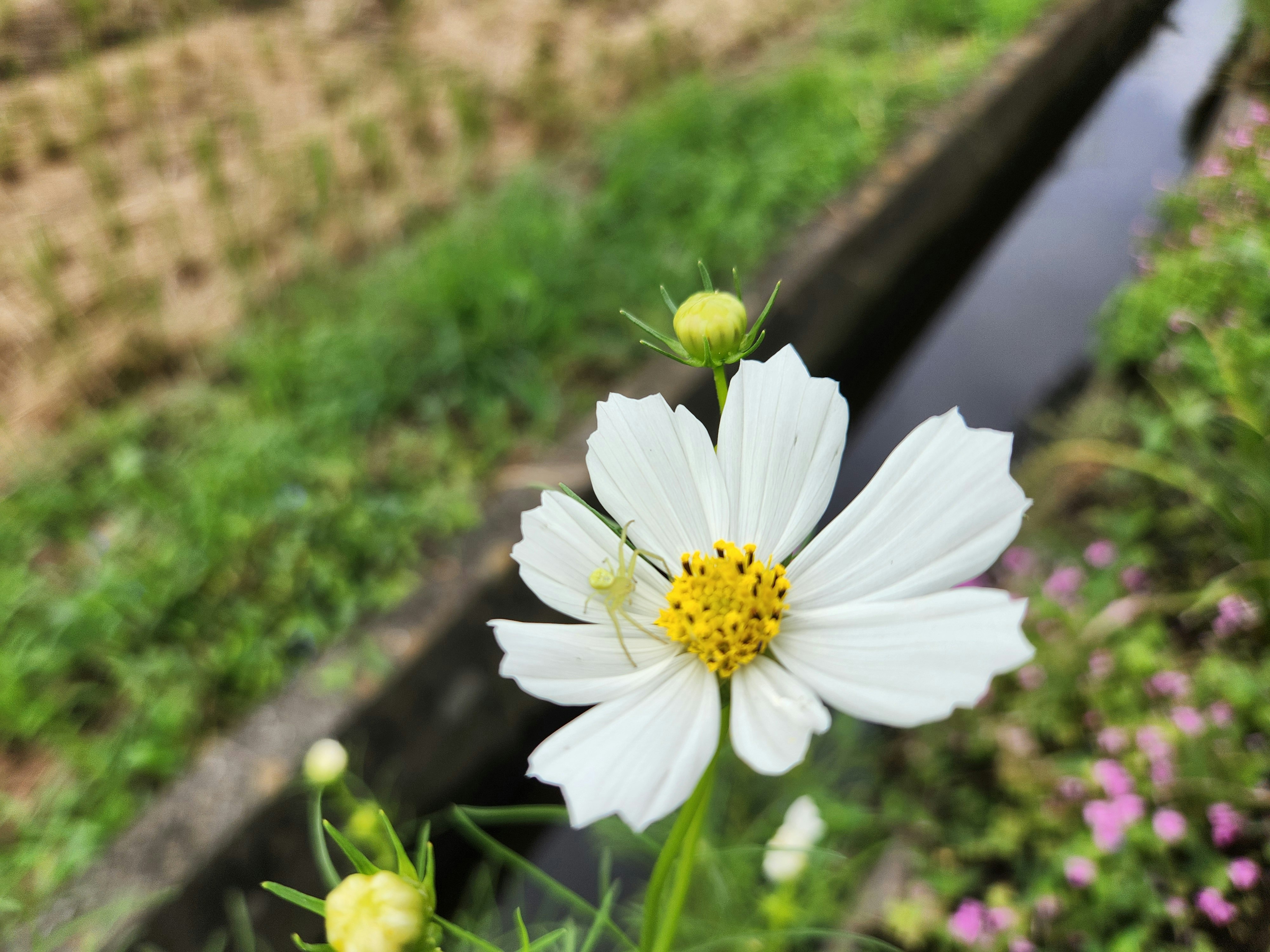 小さな白い花が咲く庭の花壇の風景
