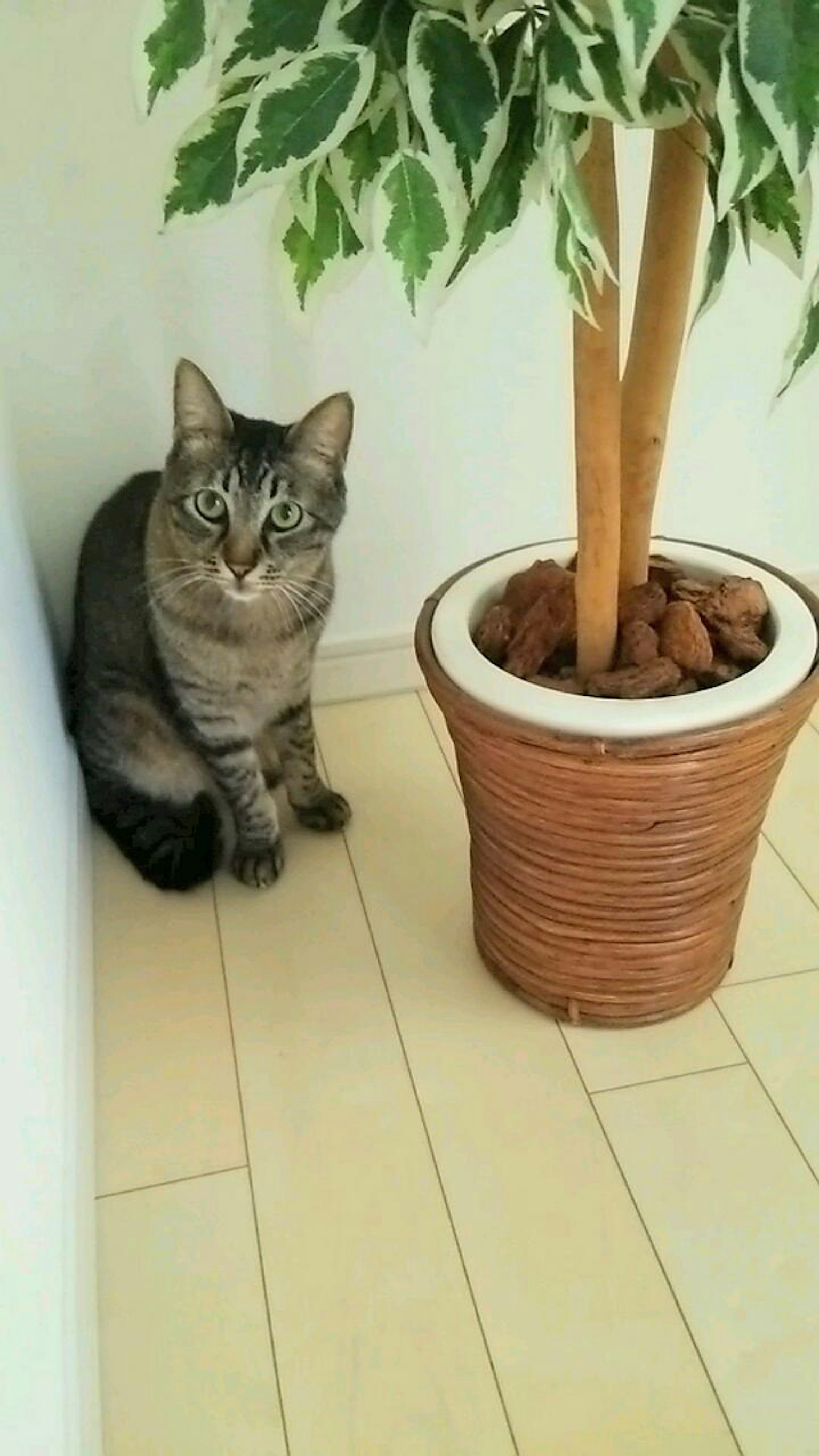 猫坐在房间角落的花盆旁边