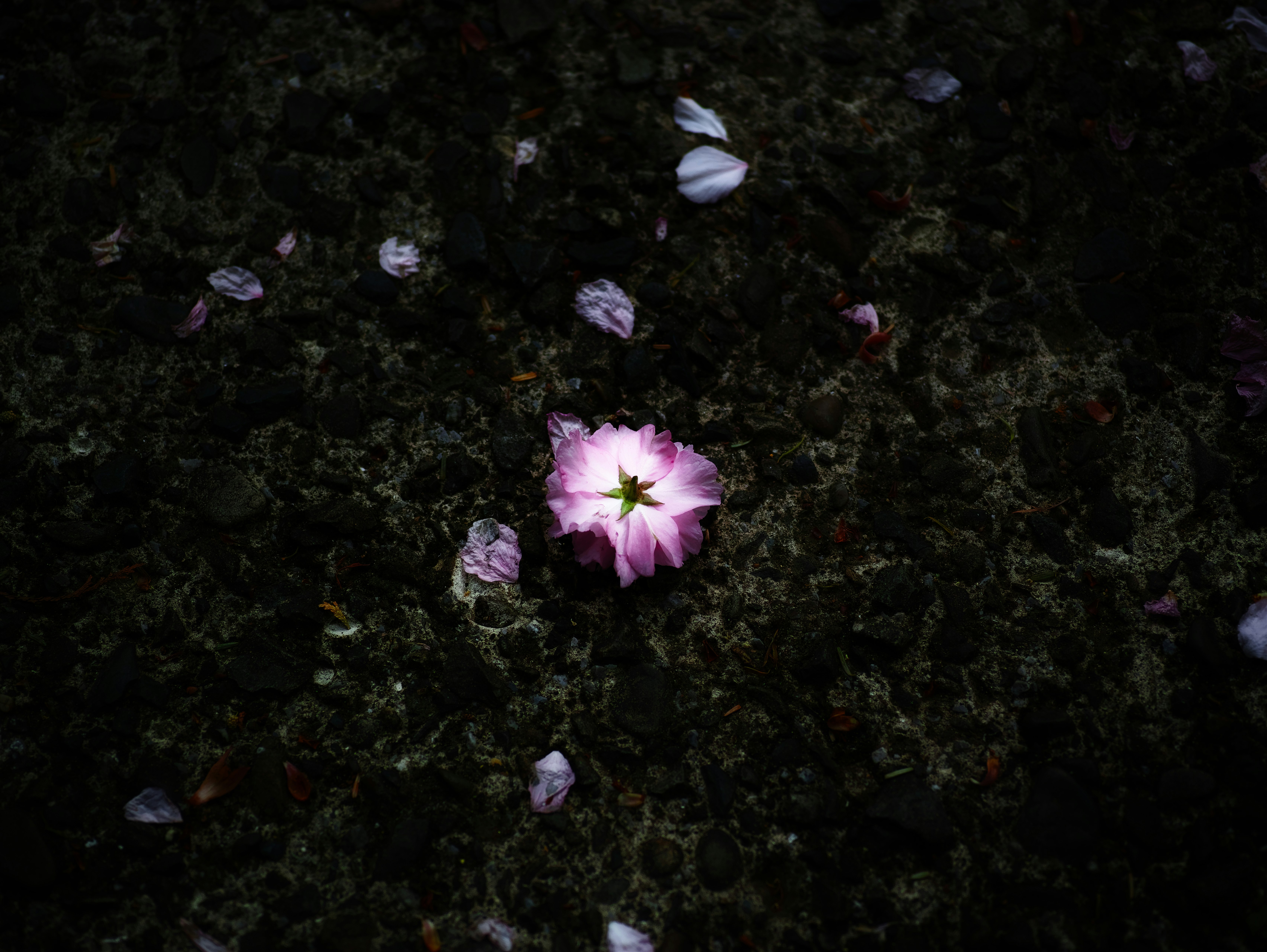 黒い土の上に咲くピンクの花と散った花びら