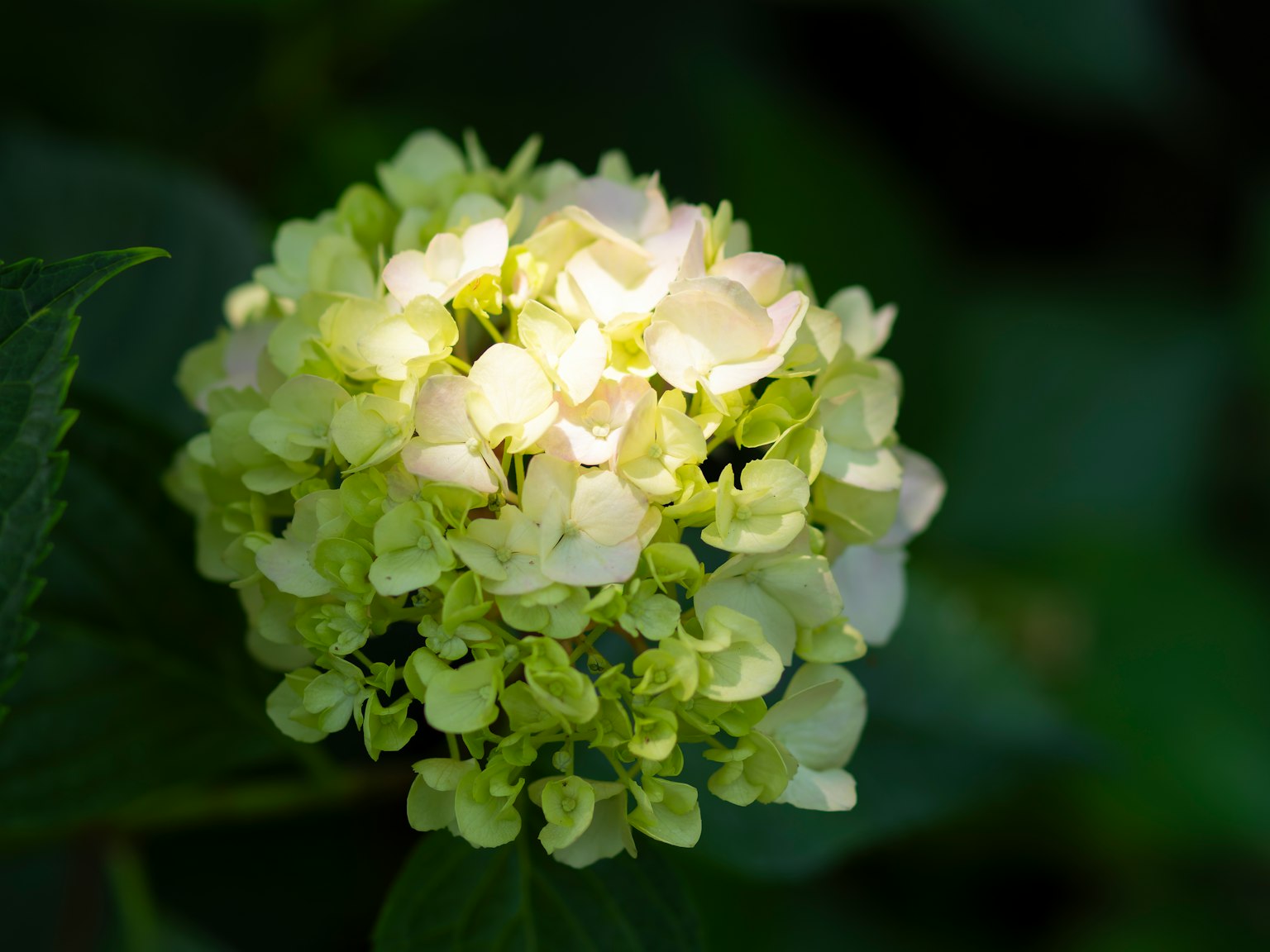 淡い黄色のアジサイの花が緑の葉の中に咲いている