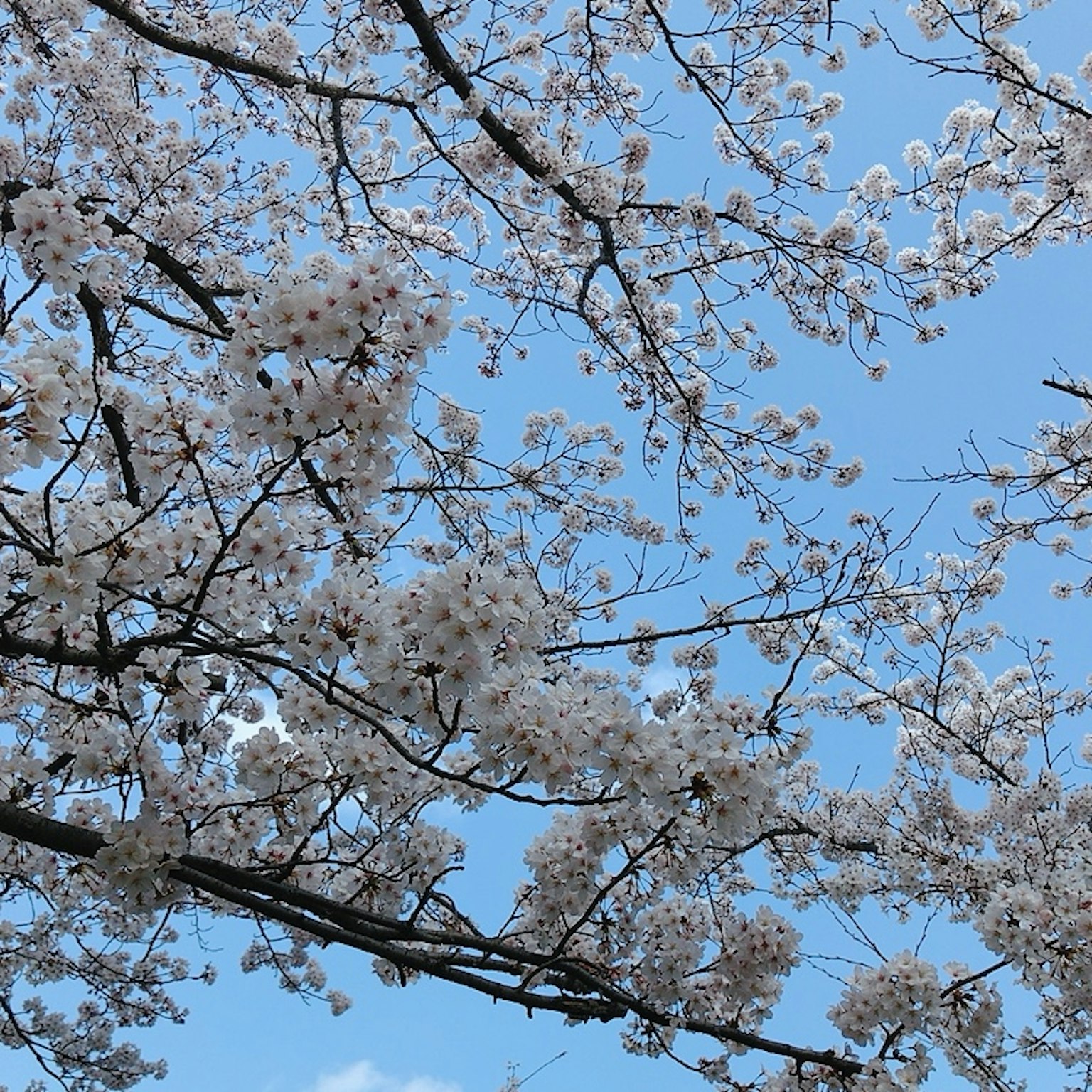 Rami di ciliegio in fiore contro un cielo blu