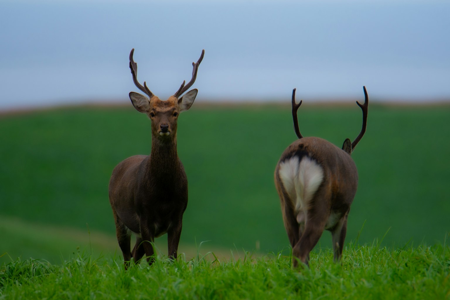 Two deer walking in a grassy field