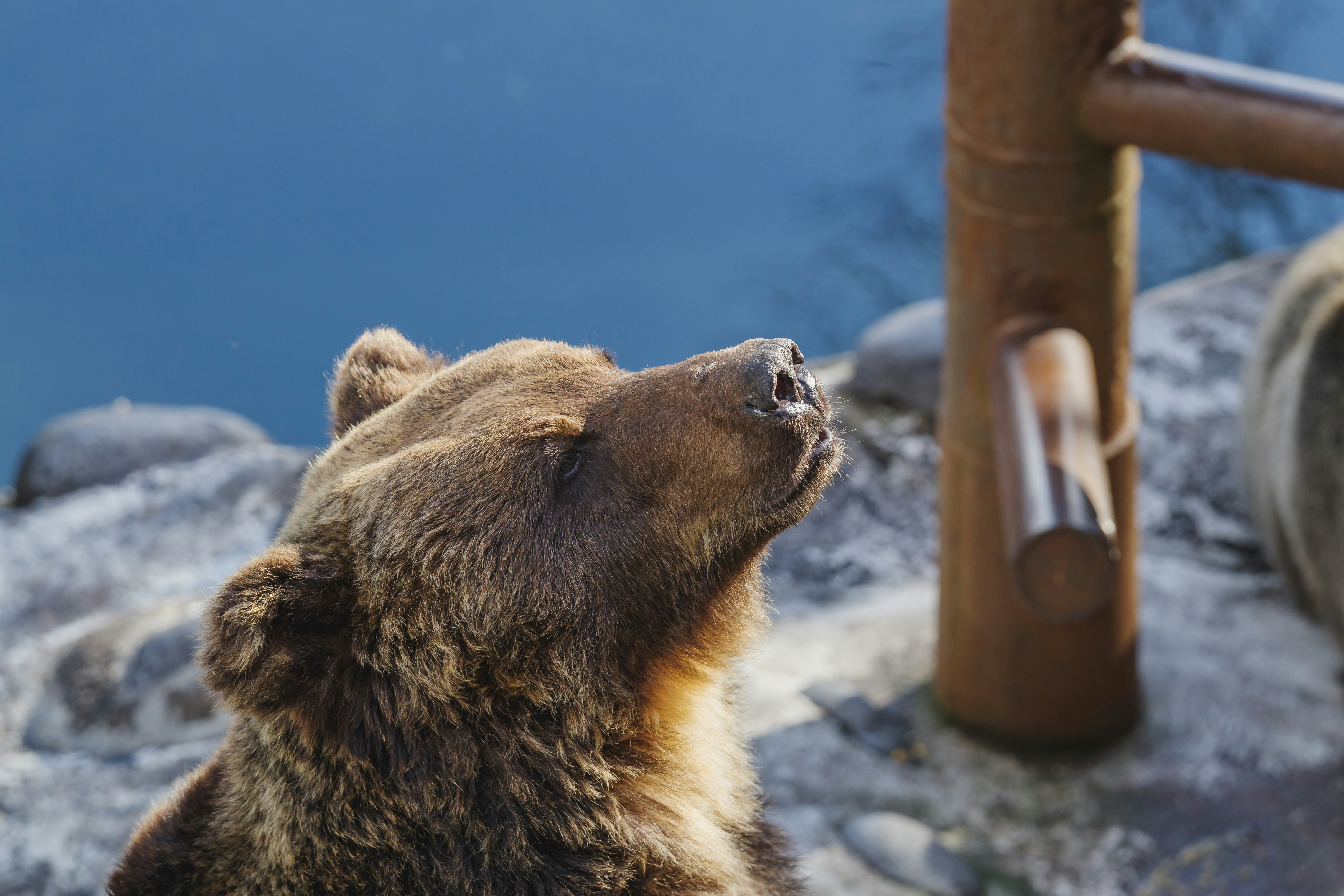 Oso en el Noboribetsu Bear Farm en Hokkaidō, escena exterior de exhibición