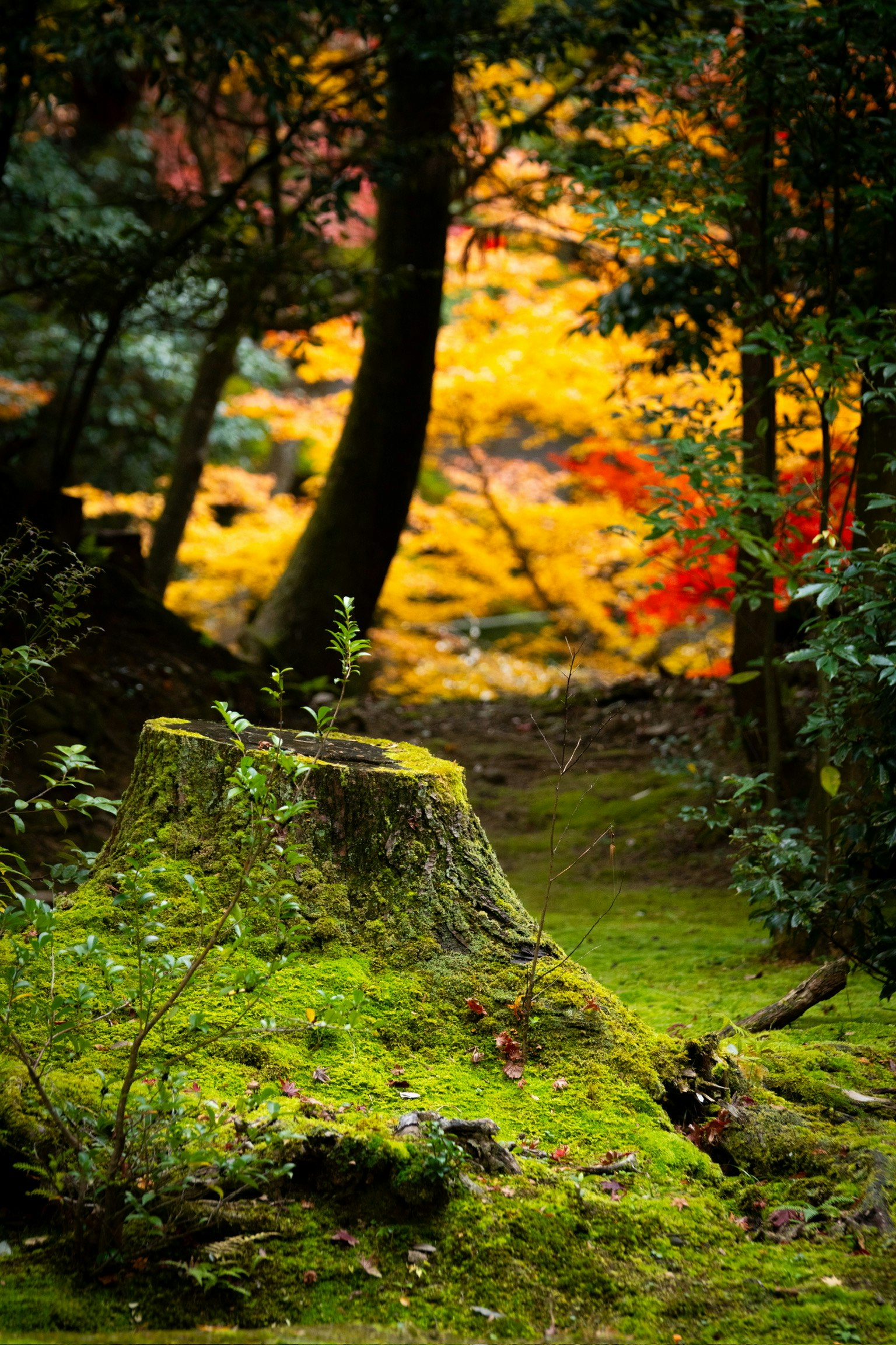 Ceppo d'albero coperto di muschio con fogliame autunnale vibrante sullo sfondo