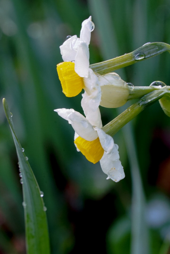 水滴のついた花茎に絡む白い花粉のような粒
