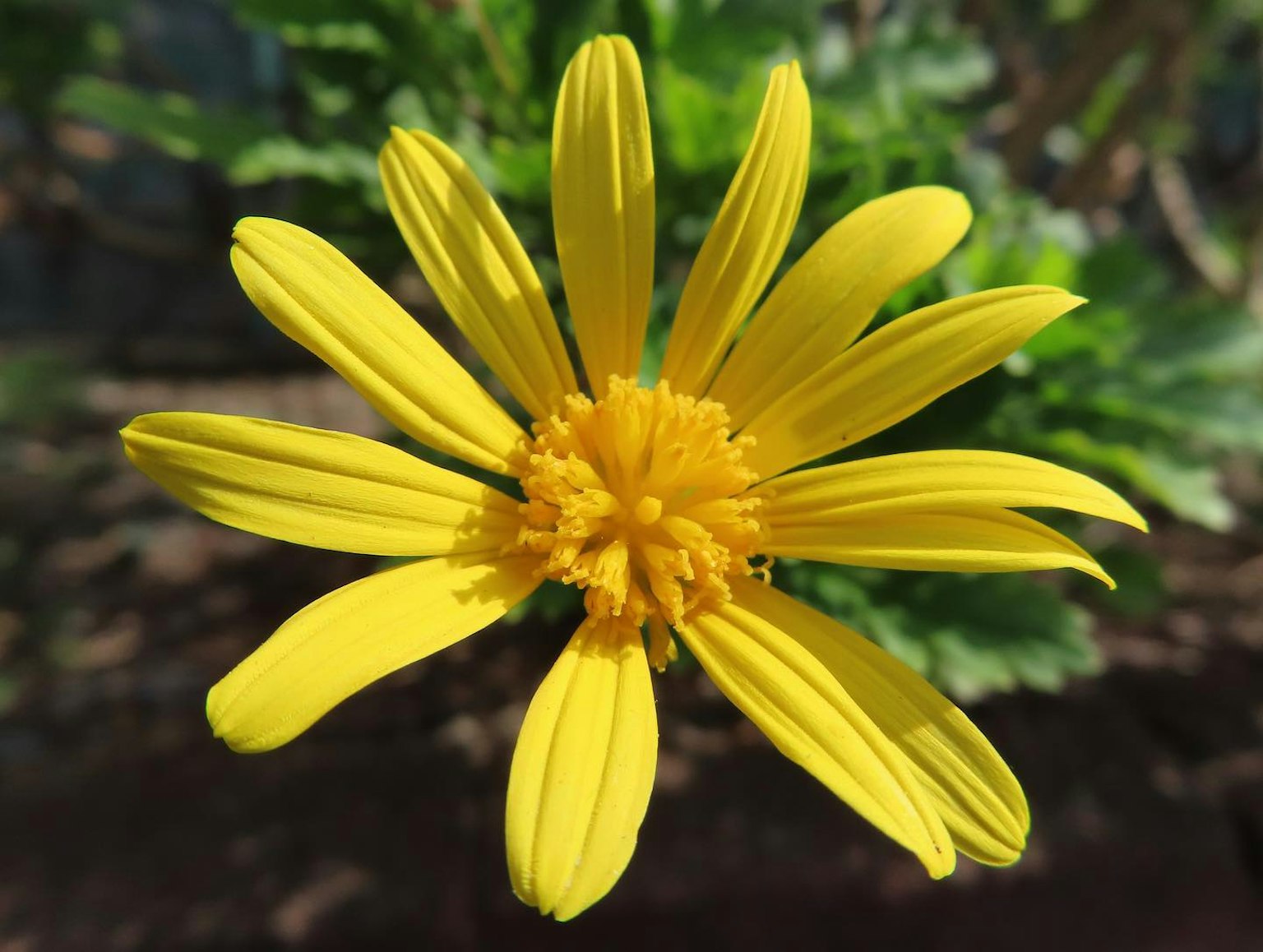 Primer plano de una flor amarilla vibrante con pétalos alargados y un centro prominente