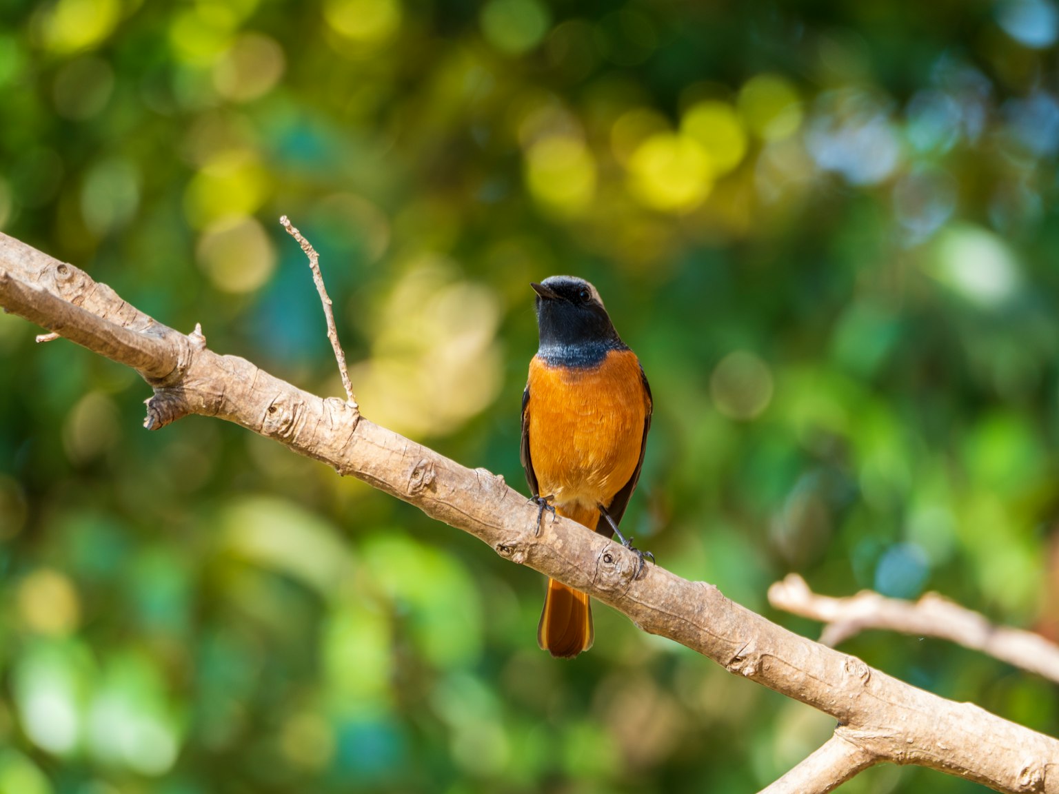 Lebensfrohes orangefarbenes Vogel auf einem Ast