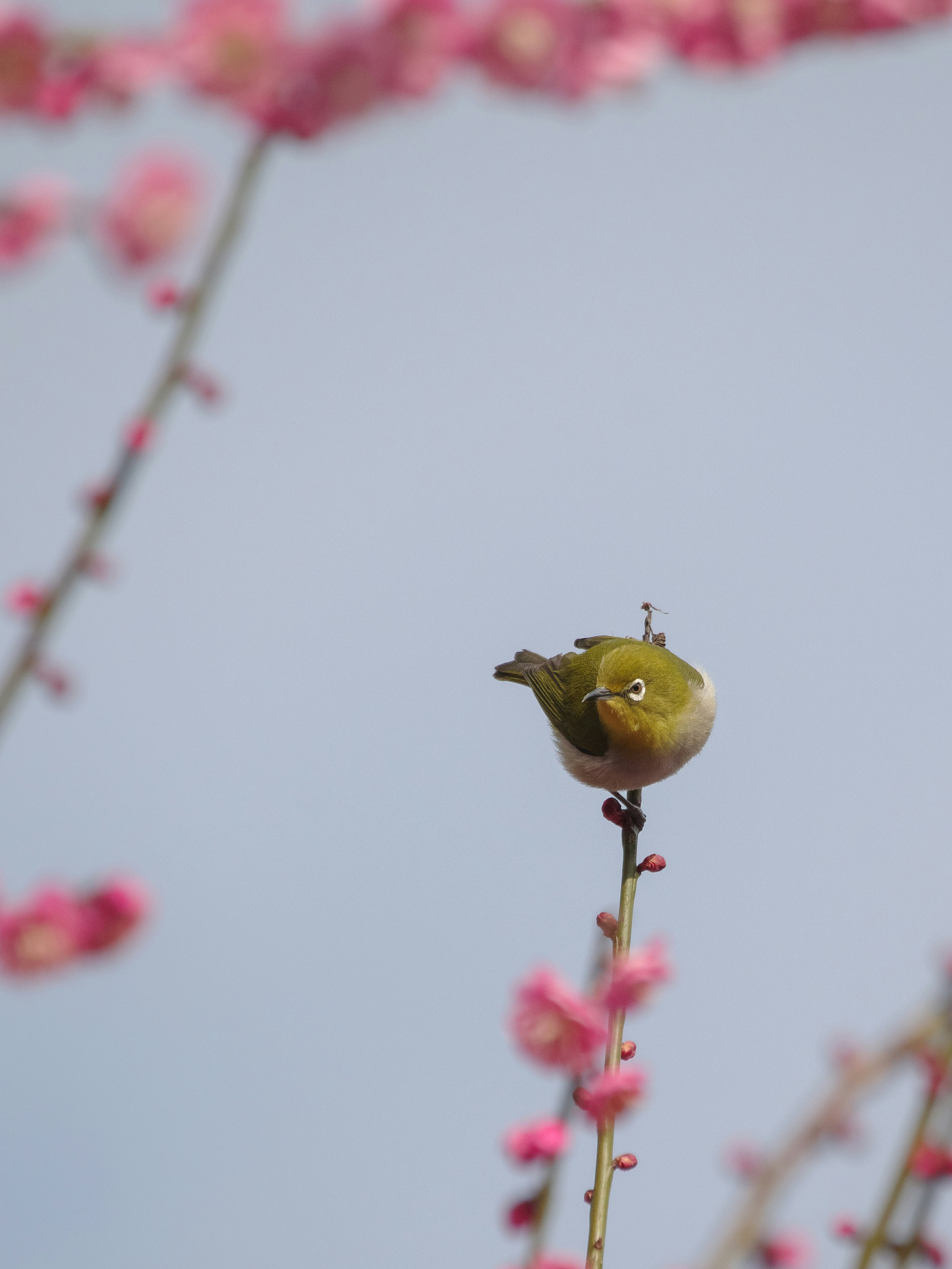 紅梅の枝にとまるメジロの小鳥