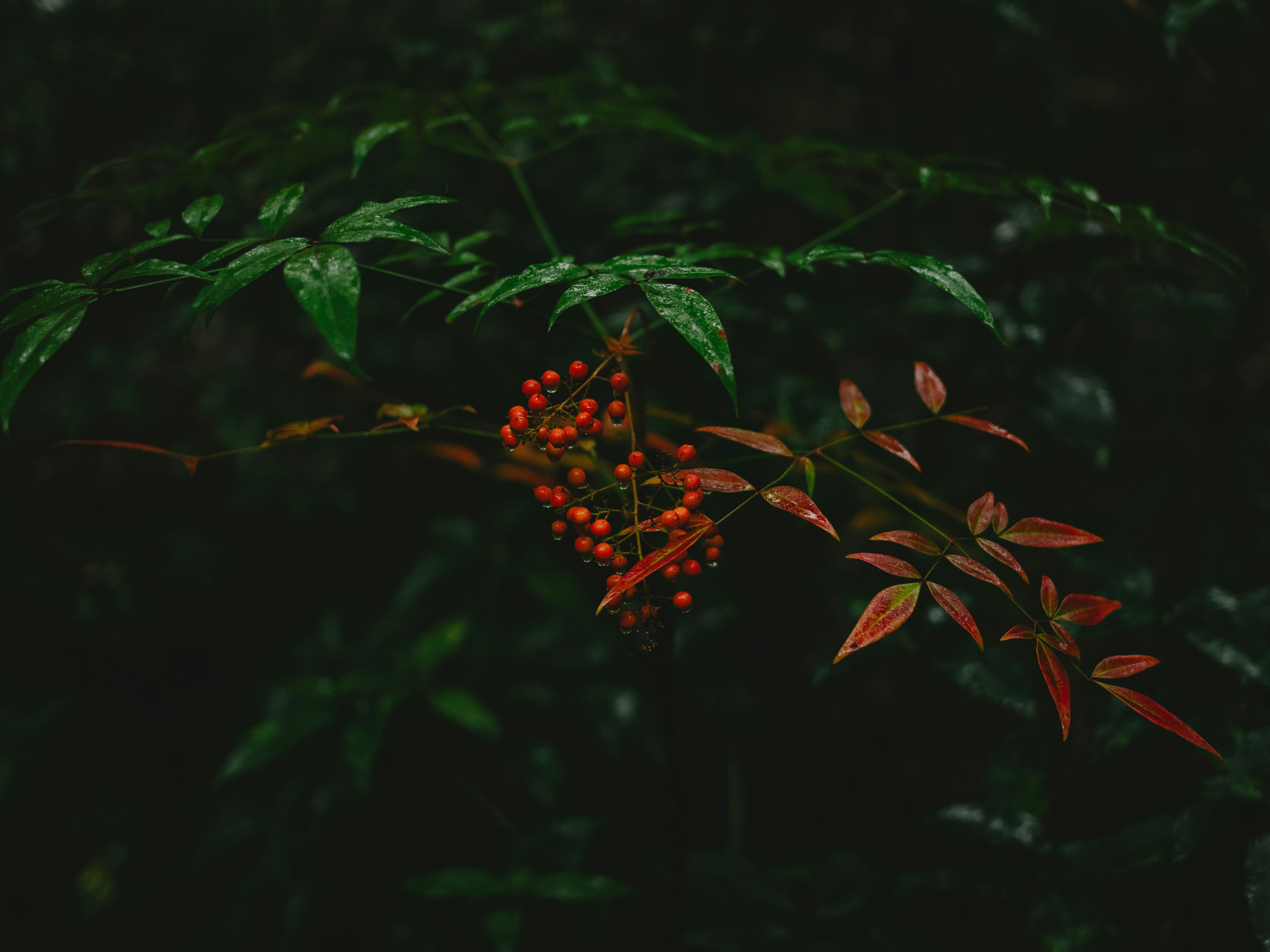 南天竹紅色果實與葉片特寫