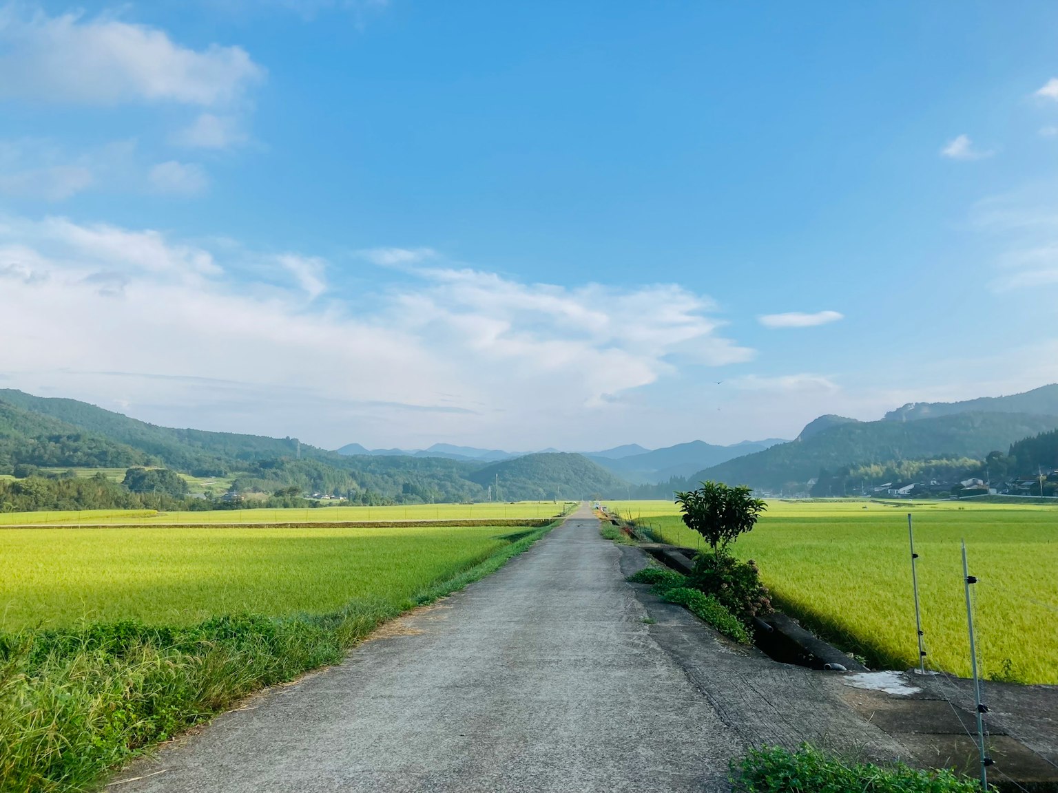 Jalan kerikil yang melintasi sawah hijau di bawah langit biru