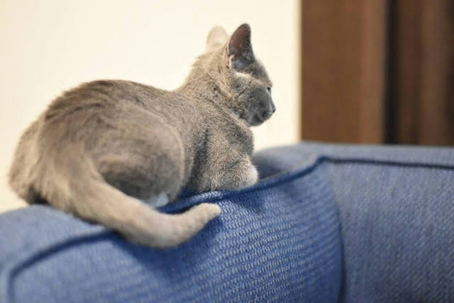 Mèo xám ngồi trên lưng ghế sofa màu xanh