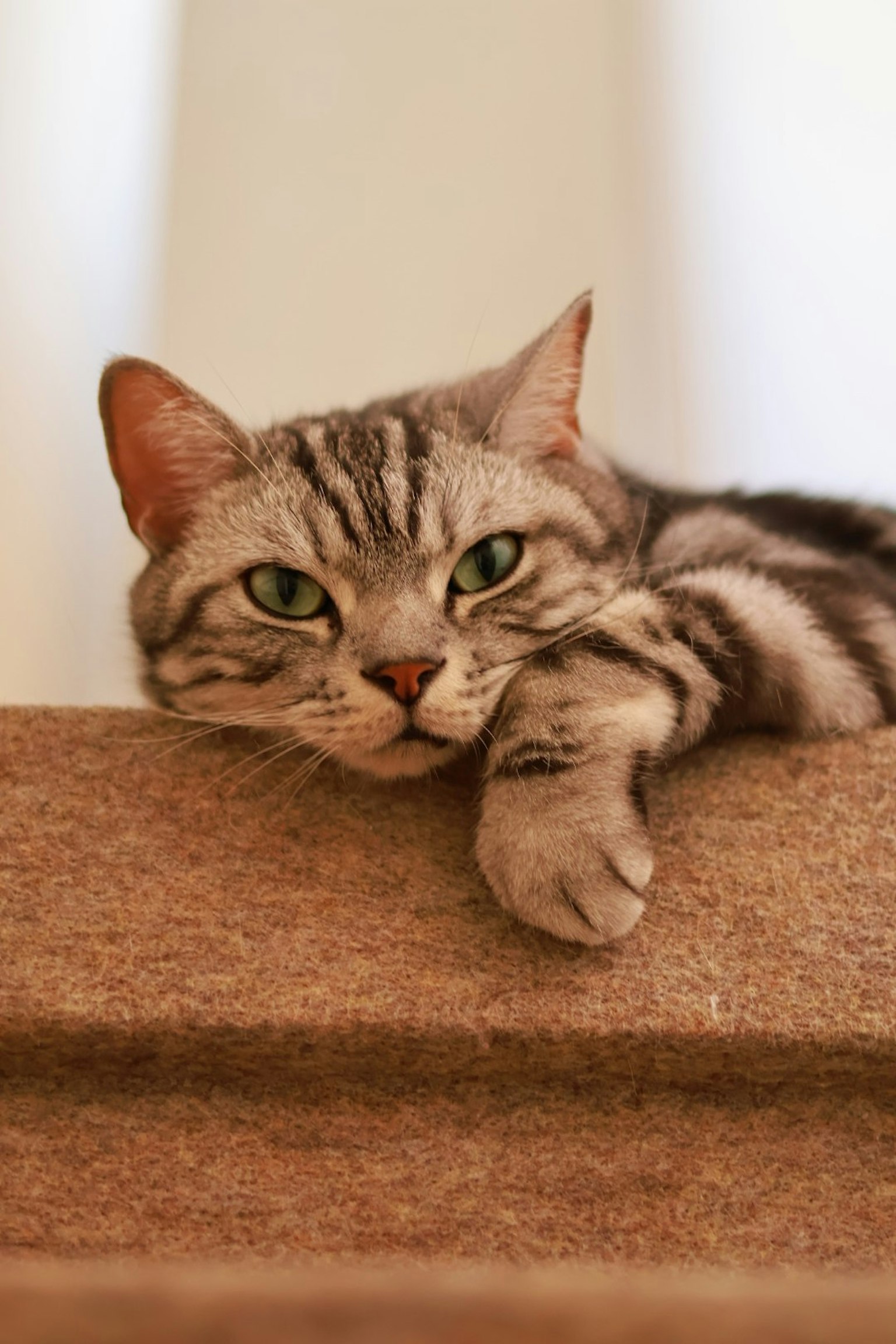 Kucing abu-abu bergaris bersantai di atas bantal