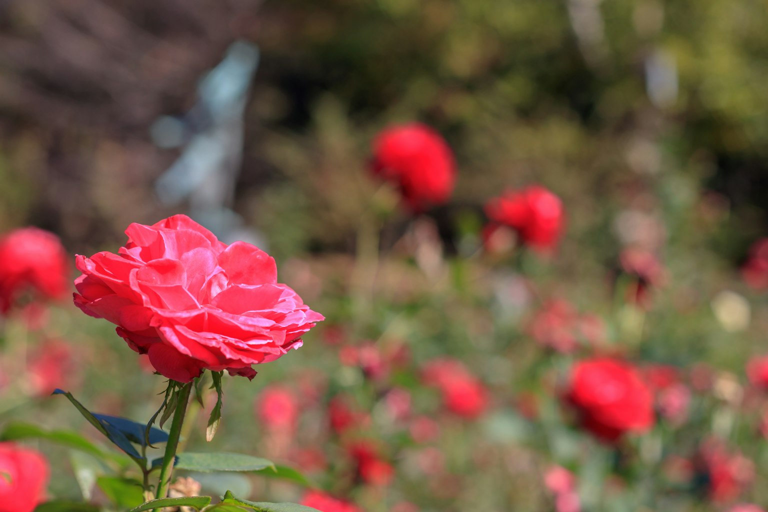A beautiful red rose in the foreground with blurred red roses in the background