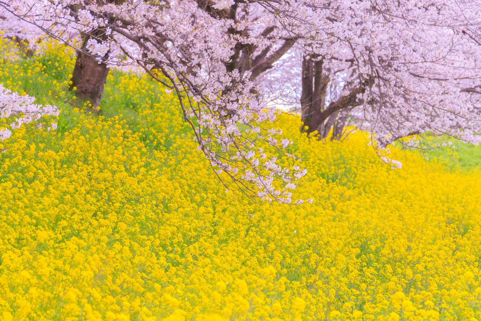Paisaje con cerezos en flor y un campo de flores amarillas