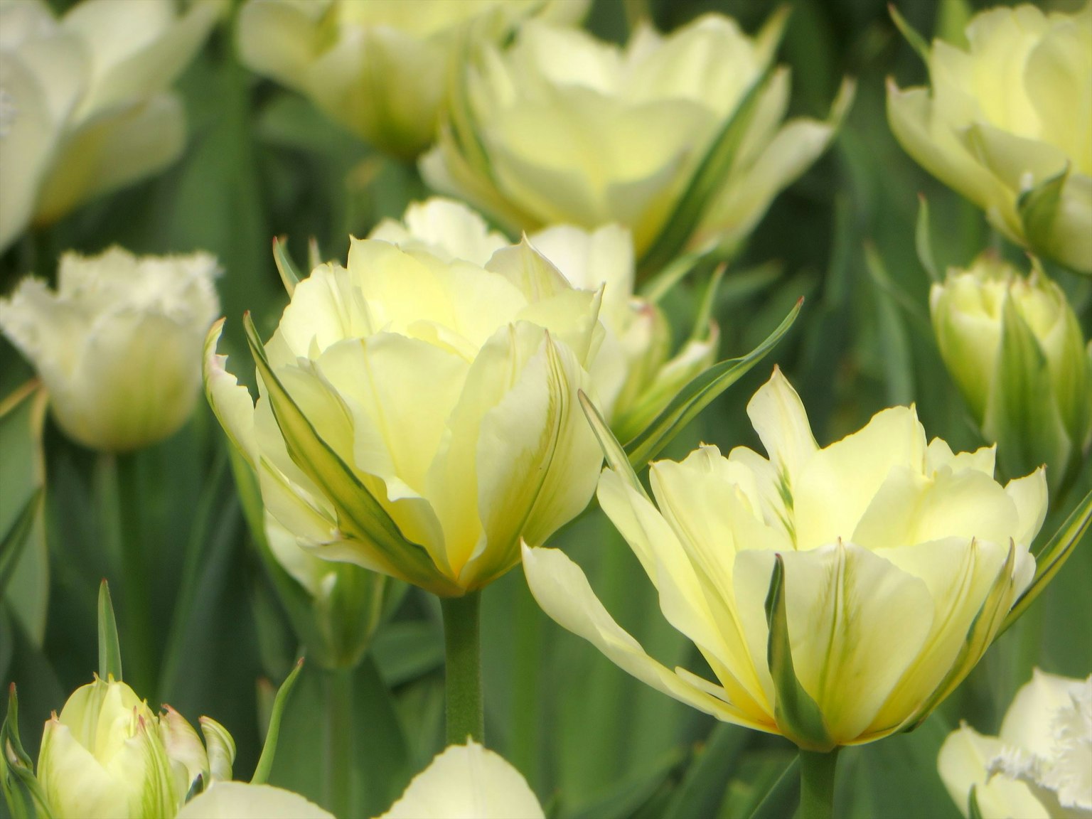 Field of pale yellow tulips in full bloom