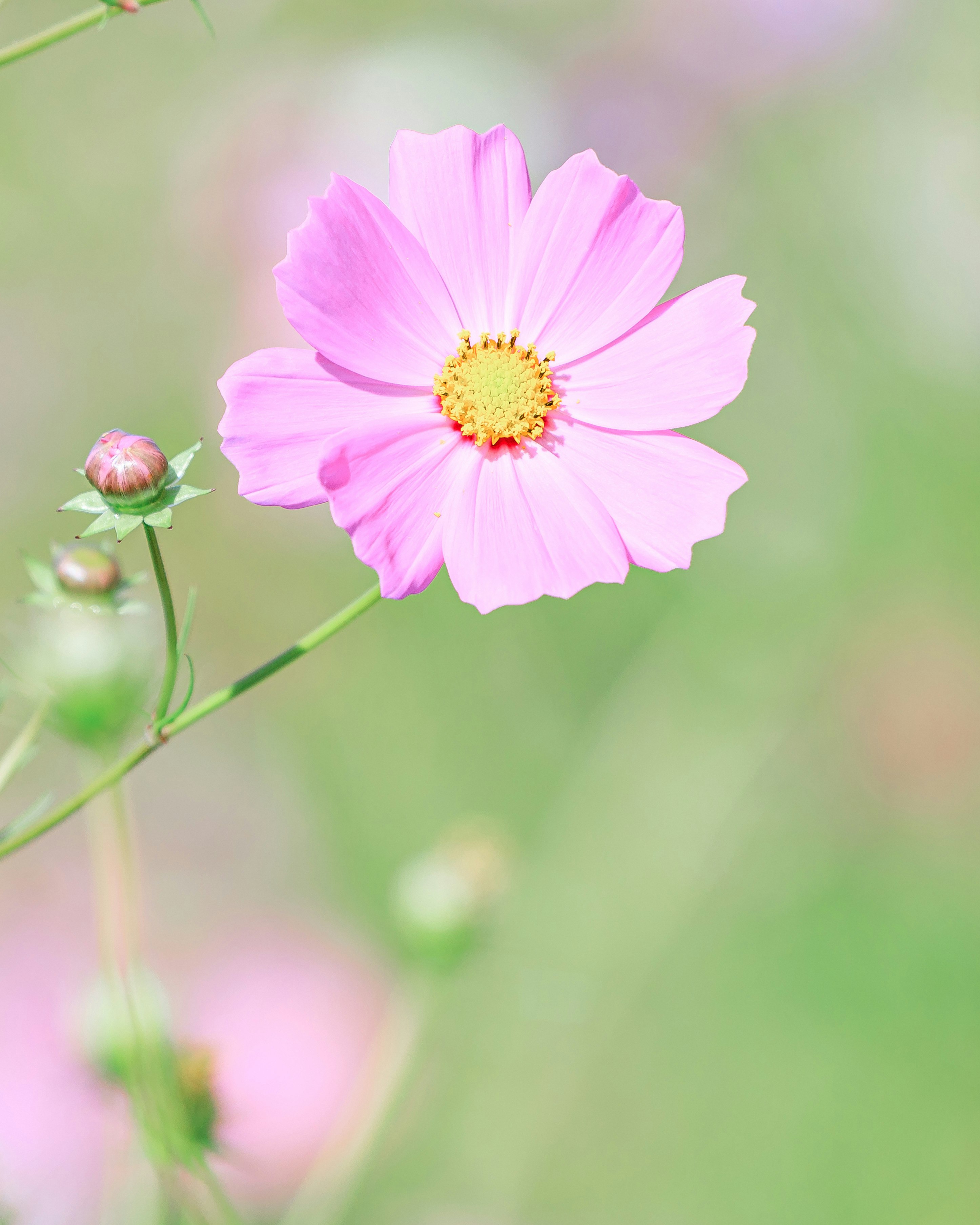 ピンクのコスモスの花のクローズアップ