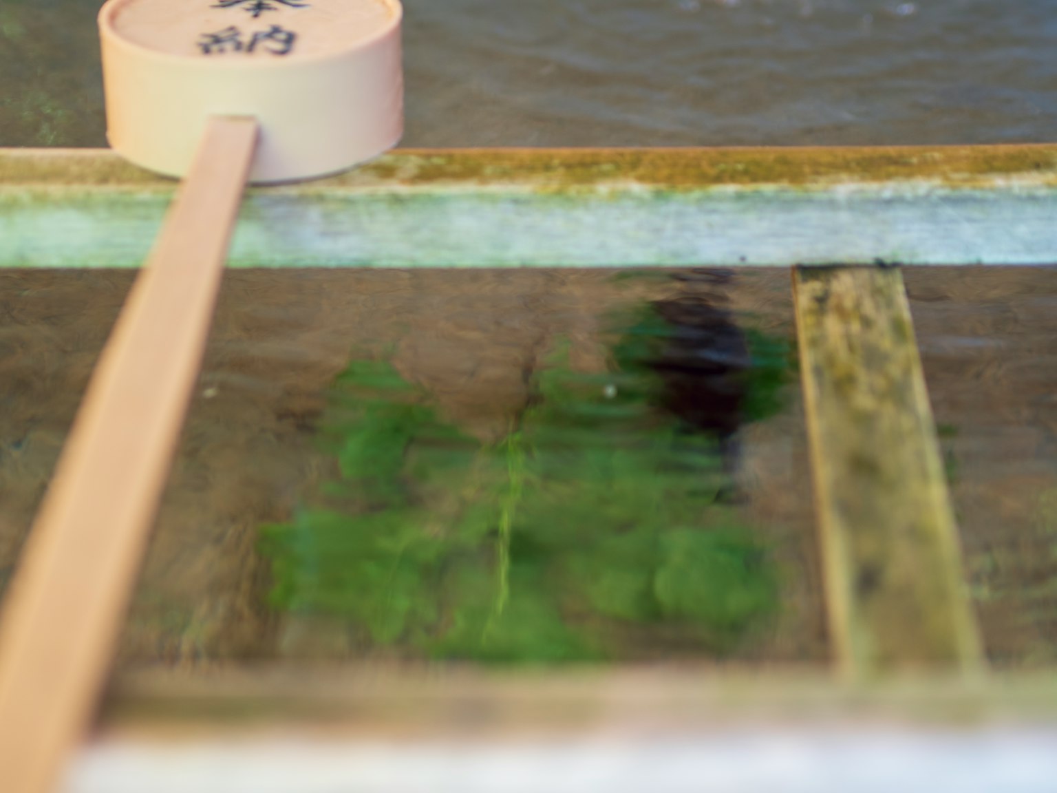 Image montrant des feuilles vertes flottant sous la surface de l'eau avec un bâton en bois