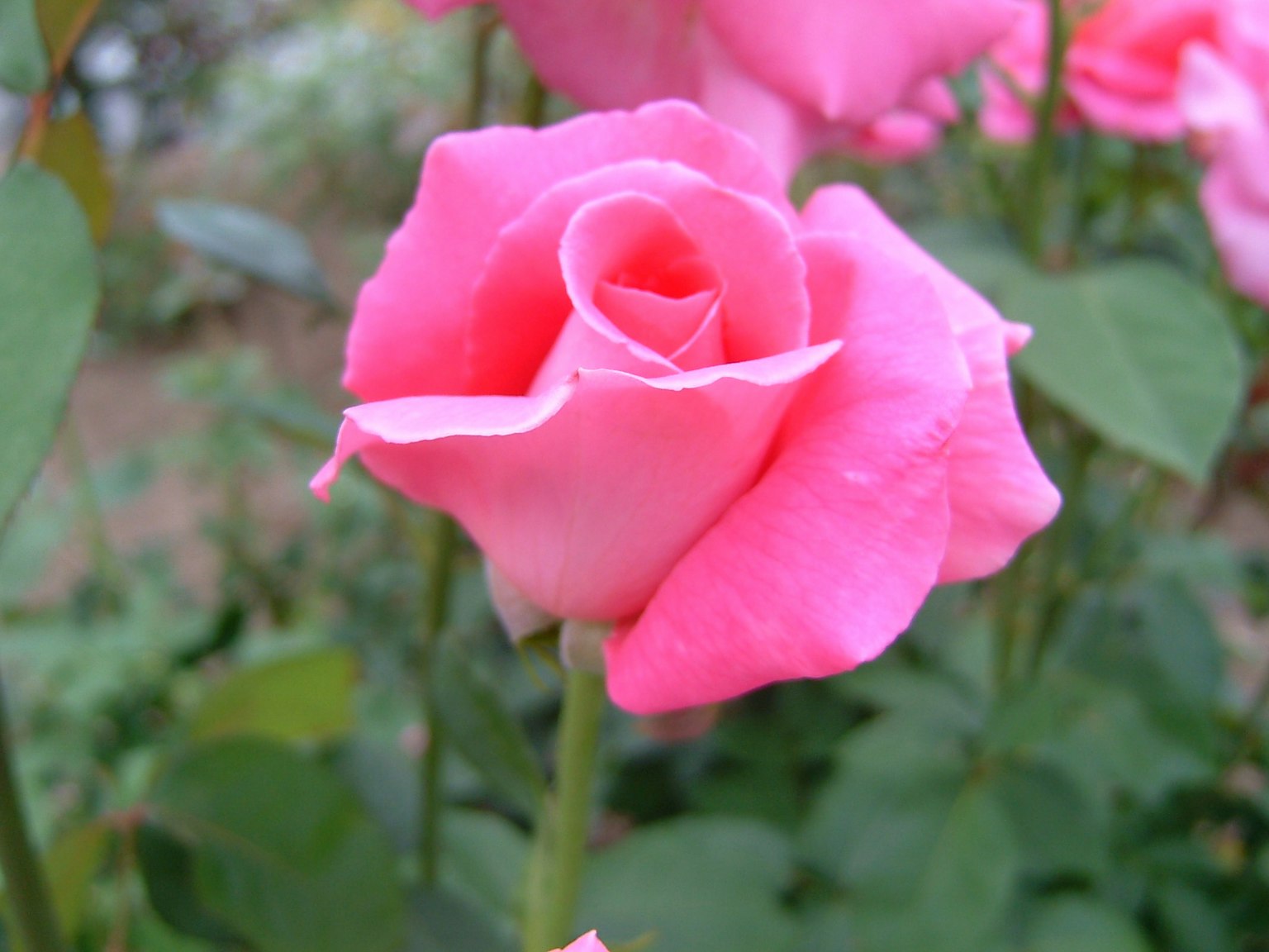 Mawar pink yang mekar dengan kelopak lembut