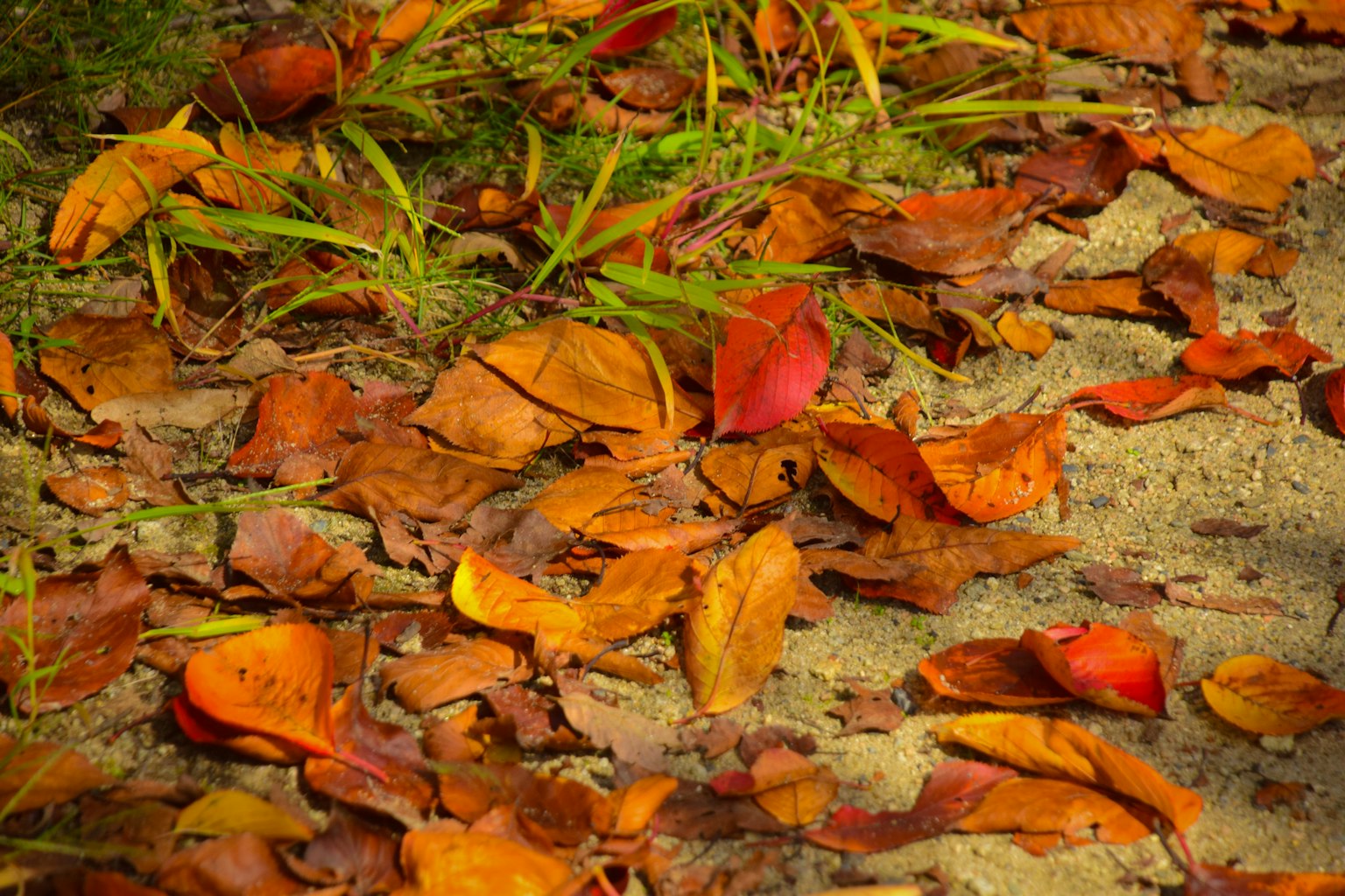 Ein Boden bedeckt mit herbstlich gefärbten Blättern in verschiedenen Schattierungen