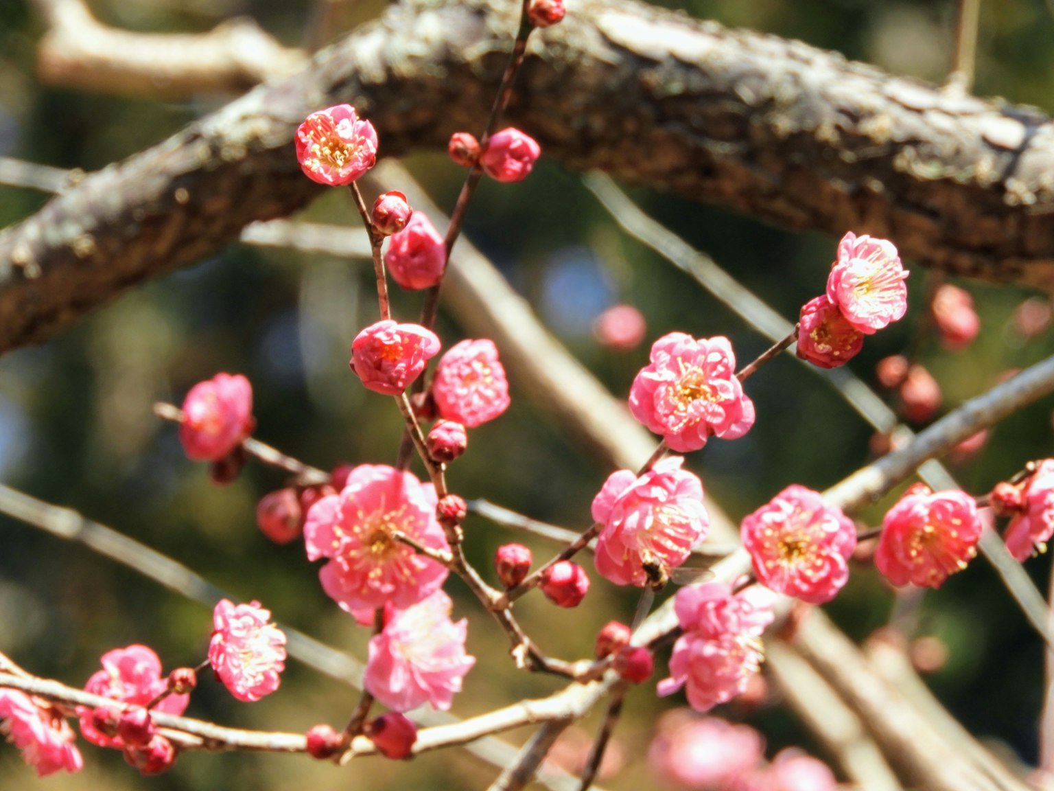 Nahaufnahme von blühenden Pflaumenblüten an Zweigen