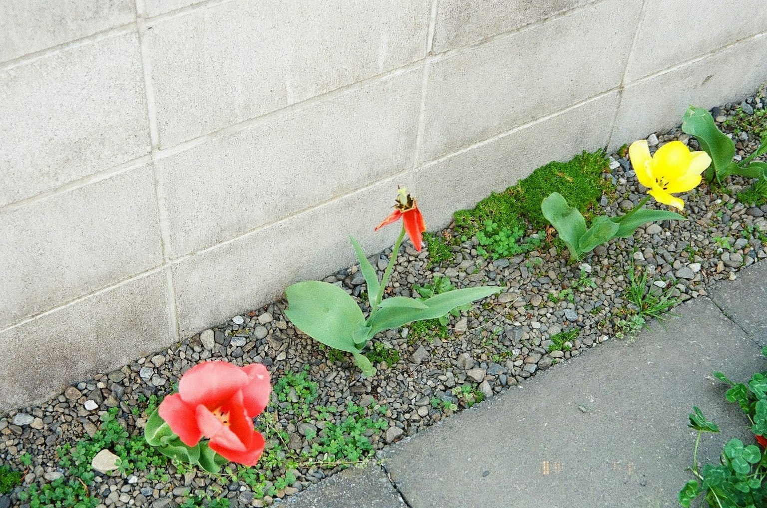 牆邊盛開的紅色鬱金香和黃色花朵