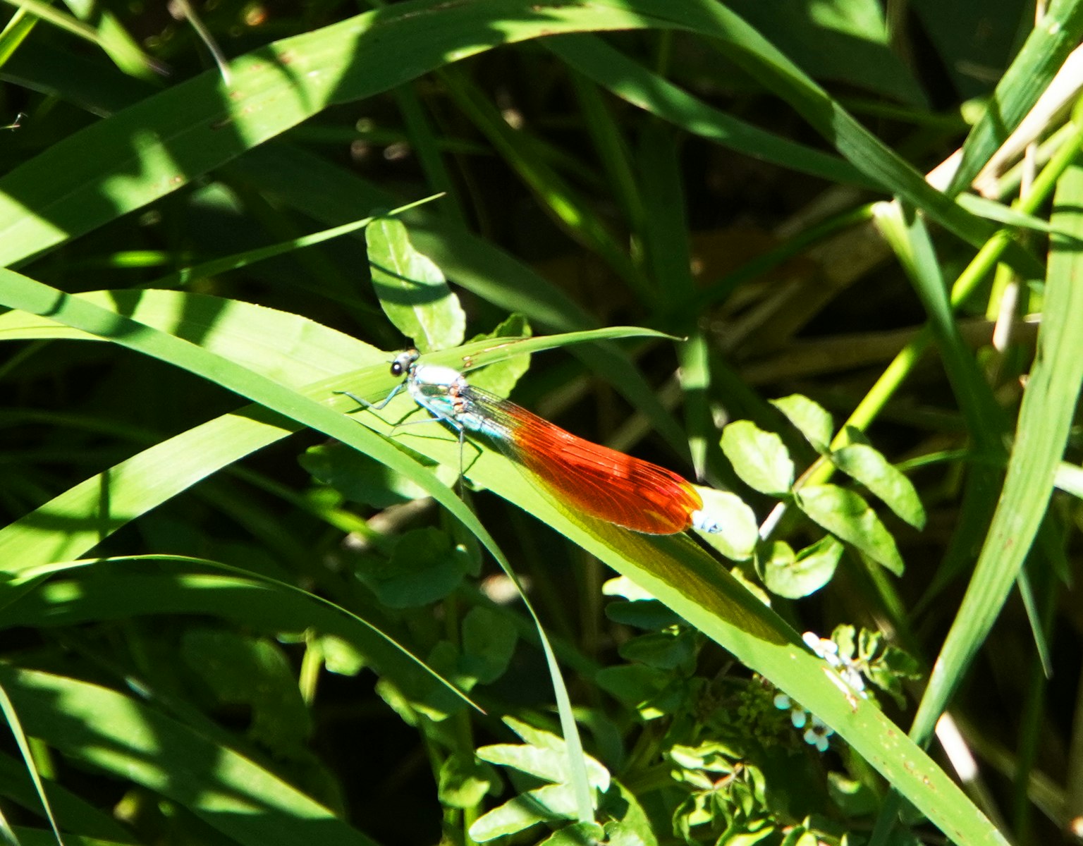Una libellula con una coda rossa che riposa sull'erba verde
