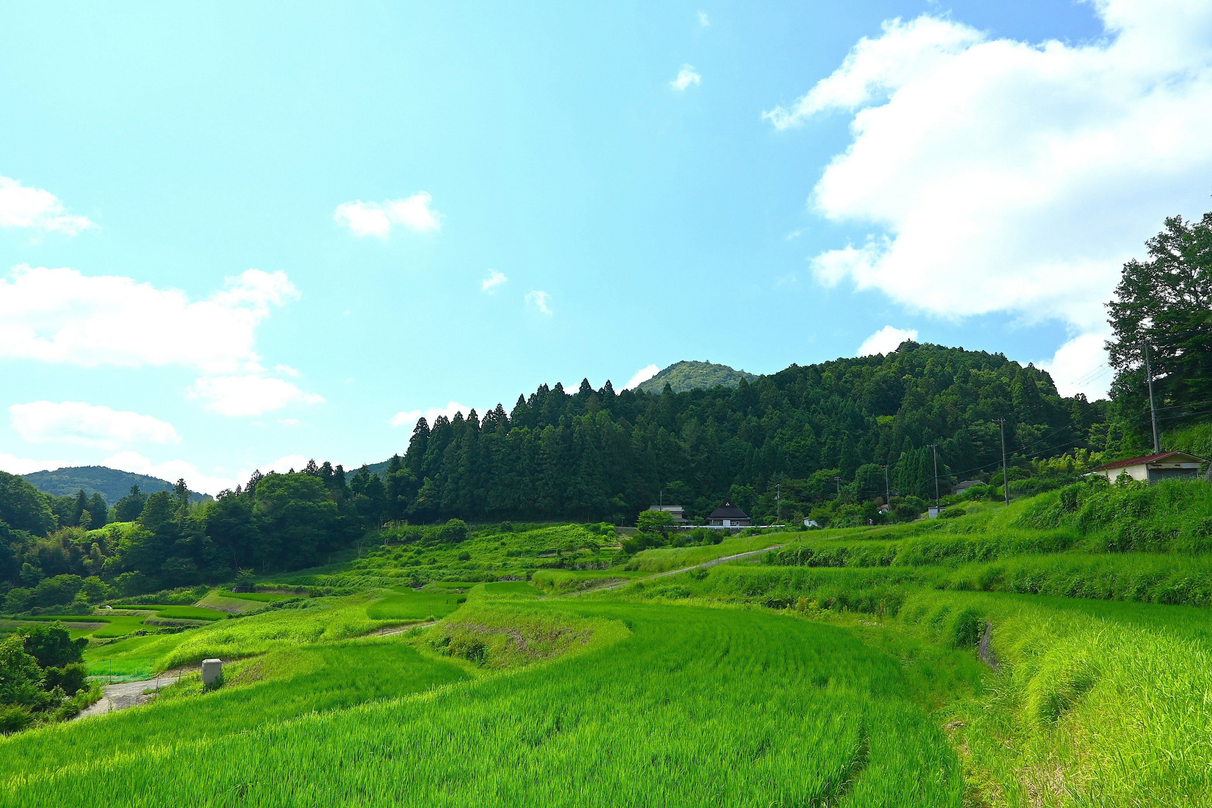 棚田と緑の丘陵、青空の風景
