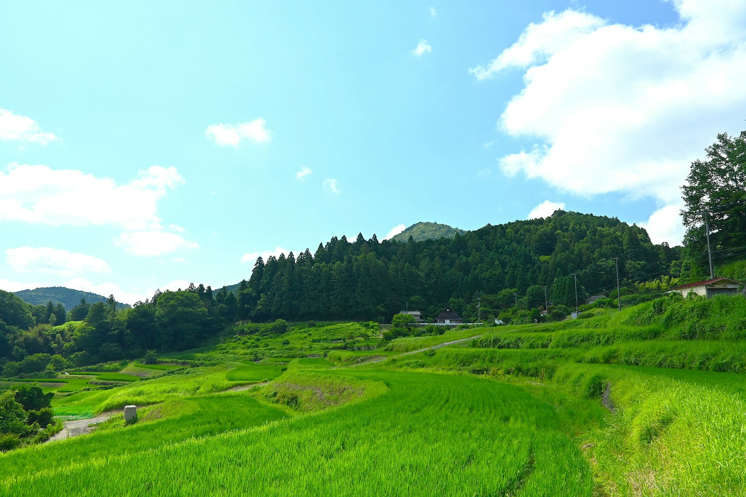 青々とした田んぼと緑の山々が広がる風景