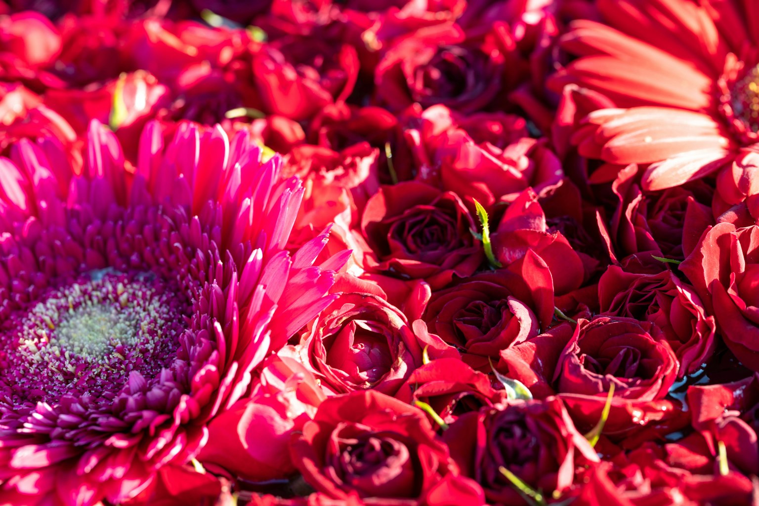 Gros plan sur des fleurs roses vives et des roses