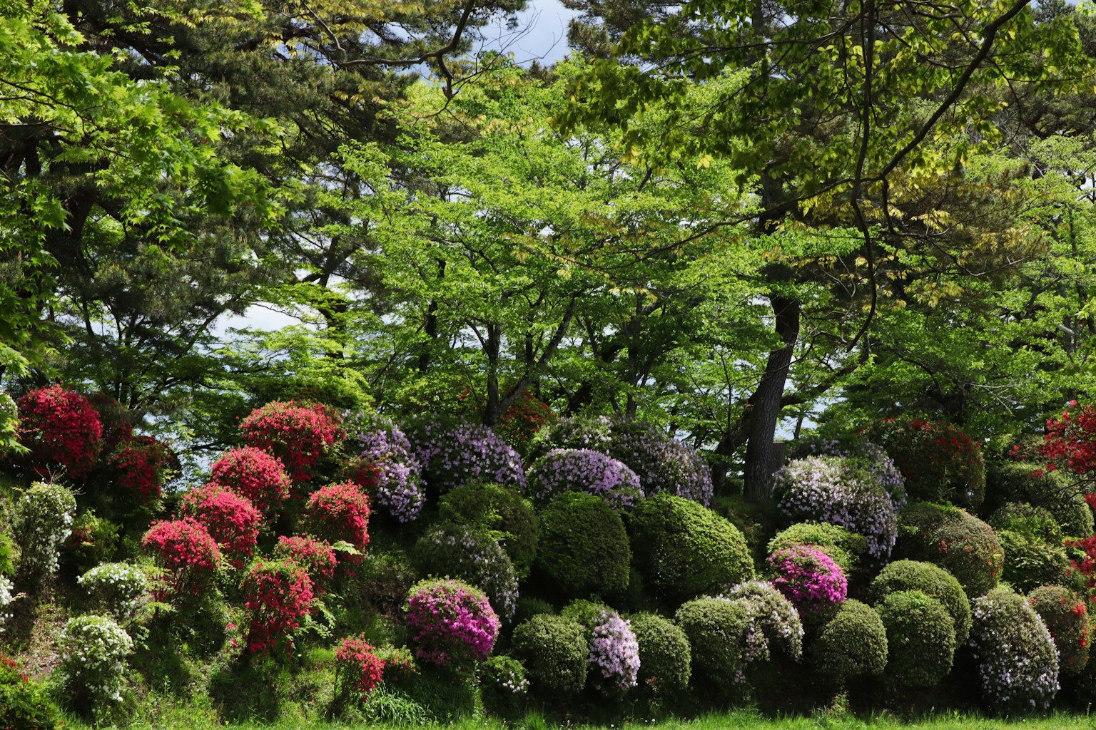 Paysage de jardin luxuriant avec des arbustes fleuris colorés et des arbres