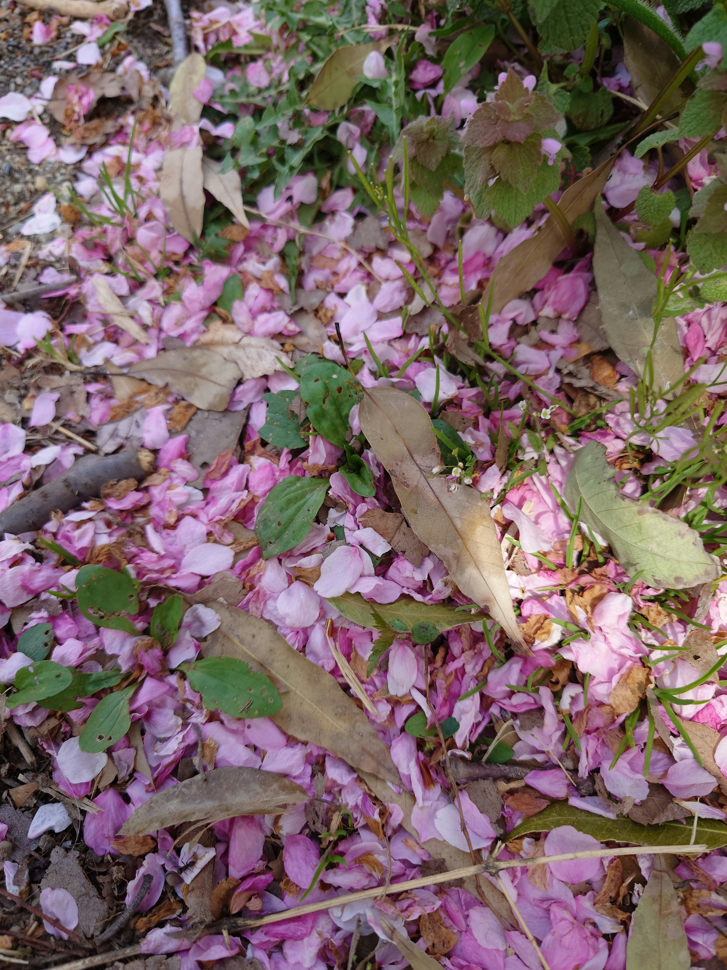primo piano di petali di fiori rosa e foglie sparsi a terra