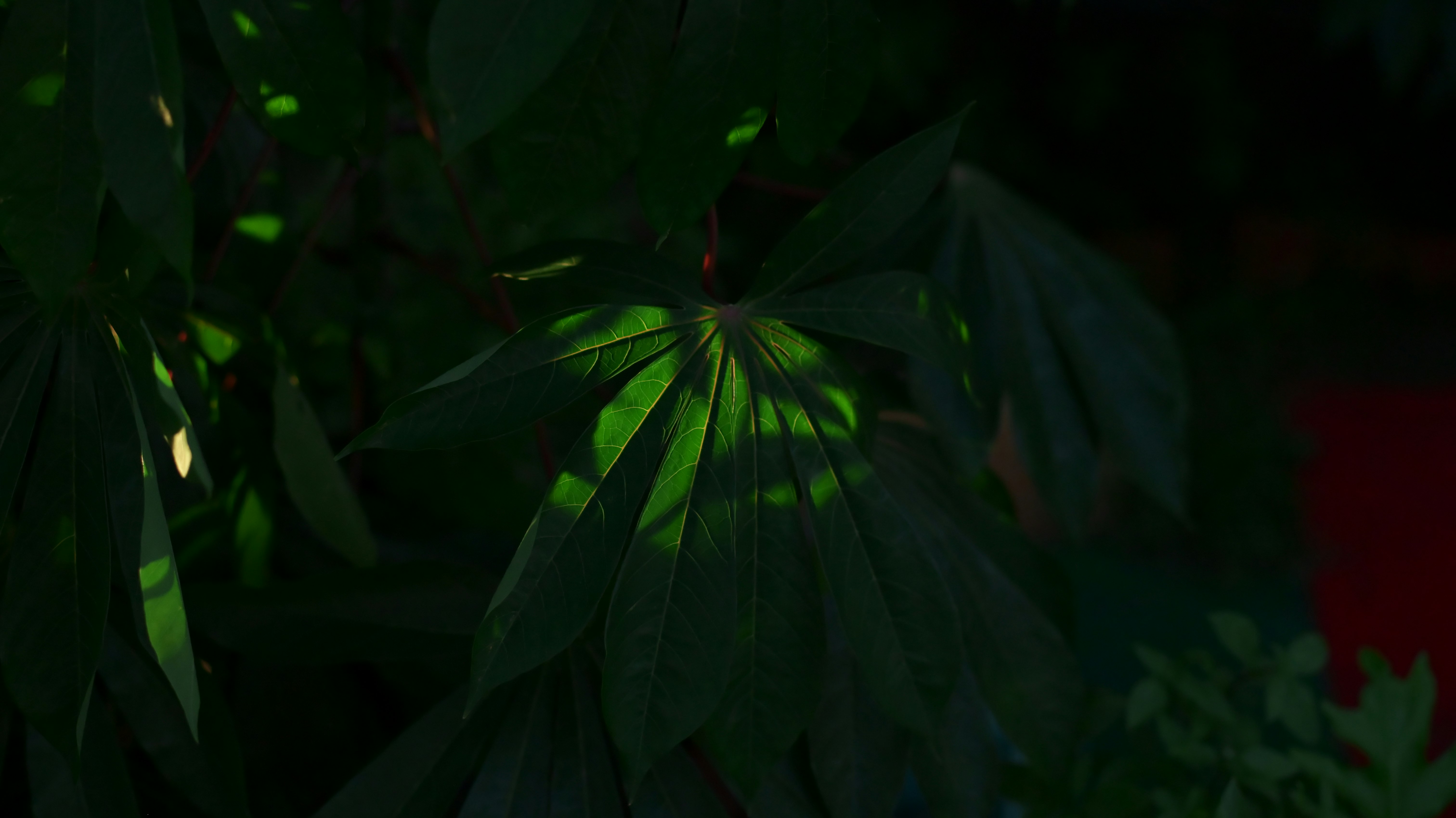 葉の影が落ちる熱帯の植物の奥行き