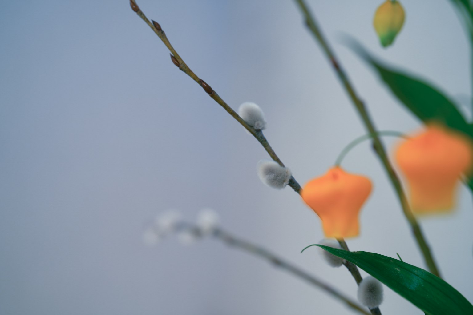 A branch with orange flowers and soft gray buds