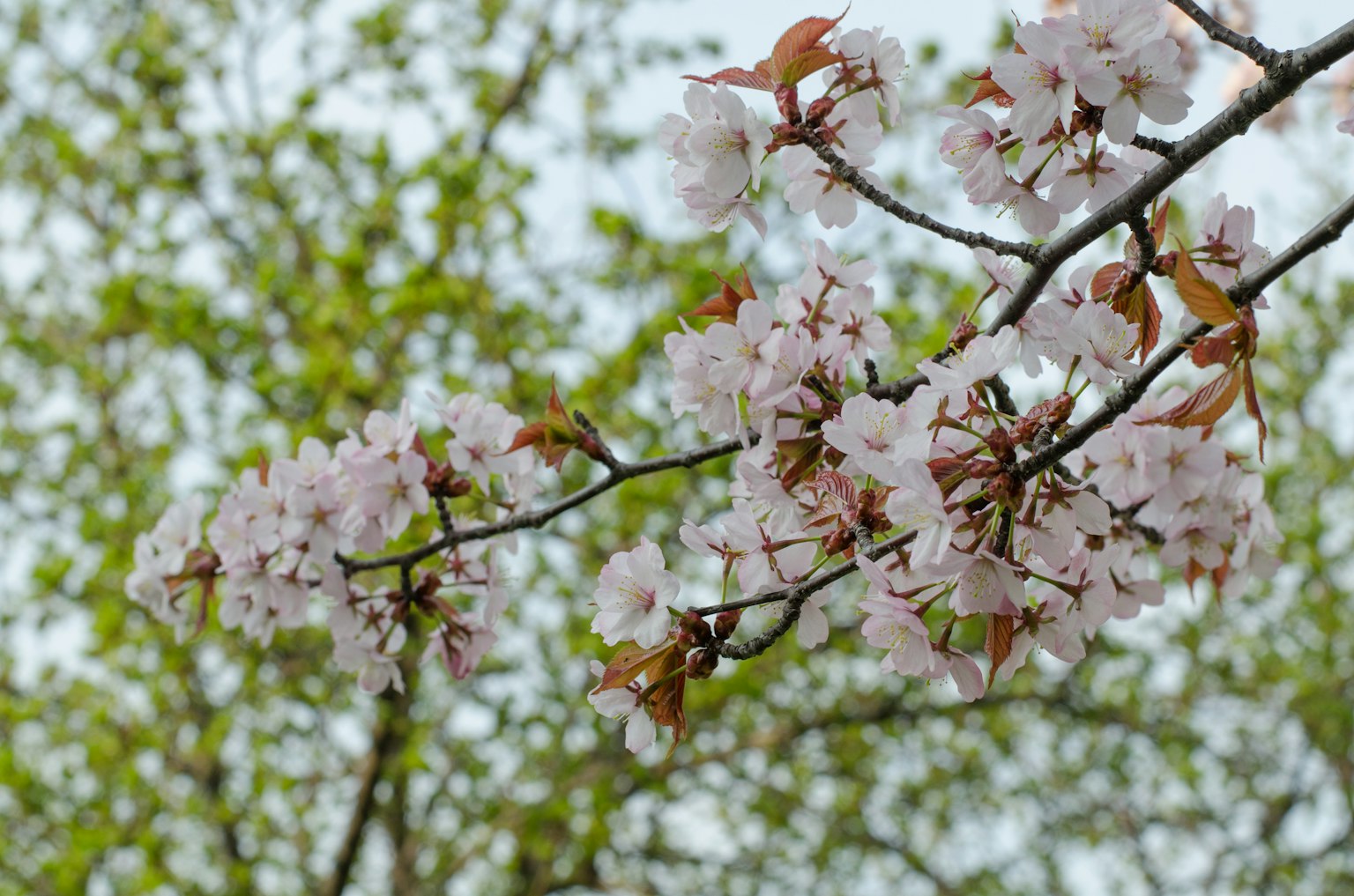 Kirschbaumzweige mit rosa Blüten vor einem grünen Hintergrund