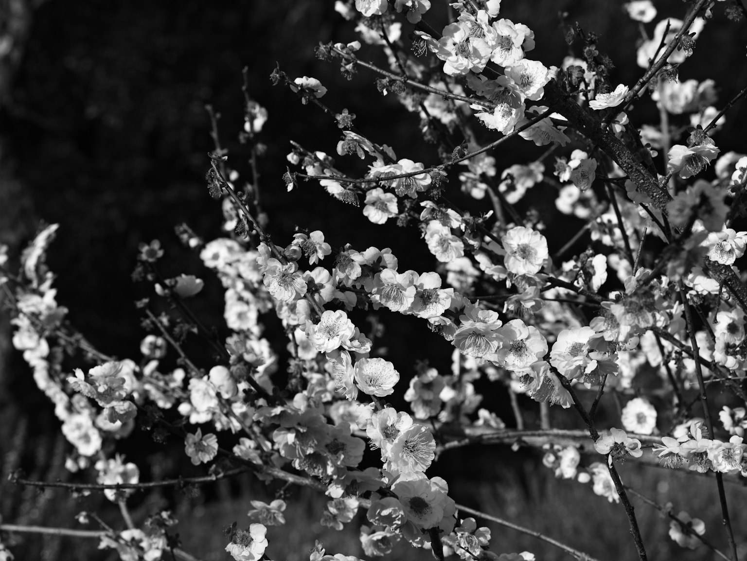 Close-up cabang bunga sakura hitam putih