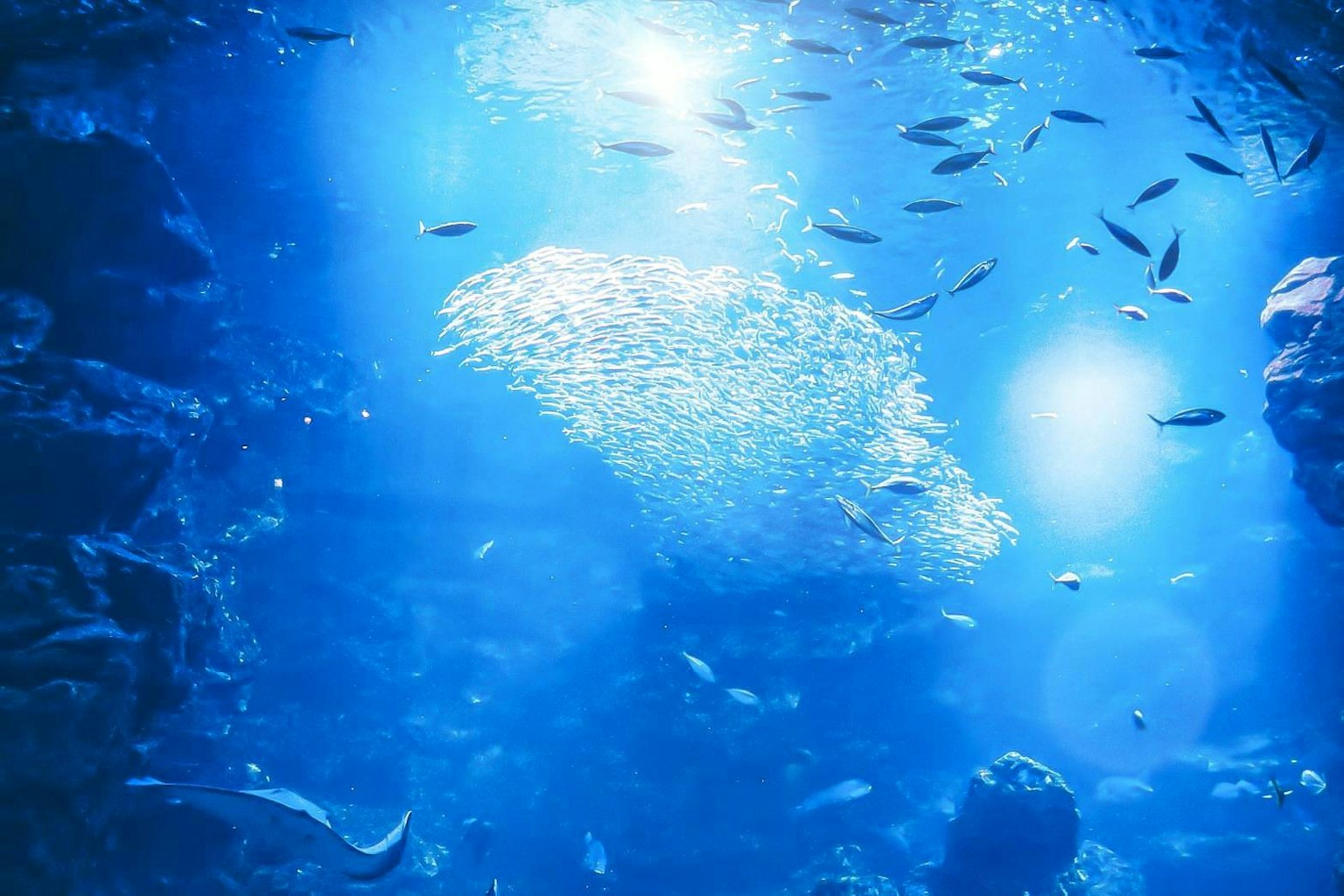 Banco di pesci che nuotano in acqua blu con riflessi di luce