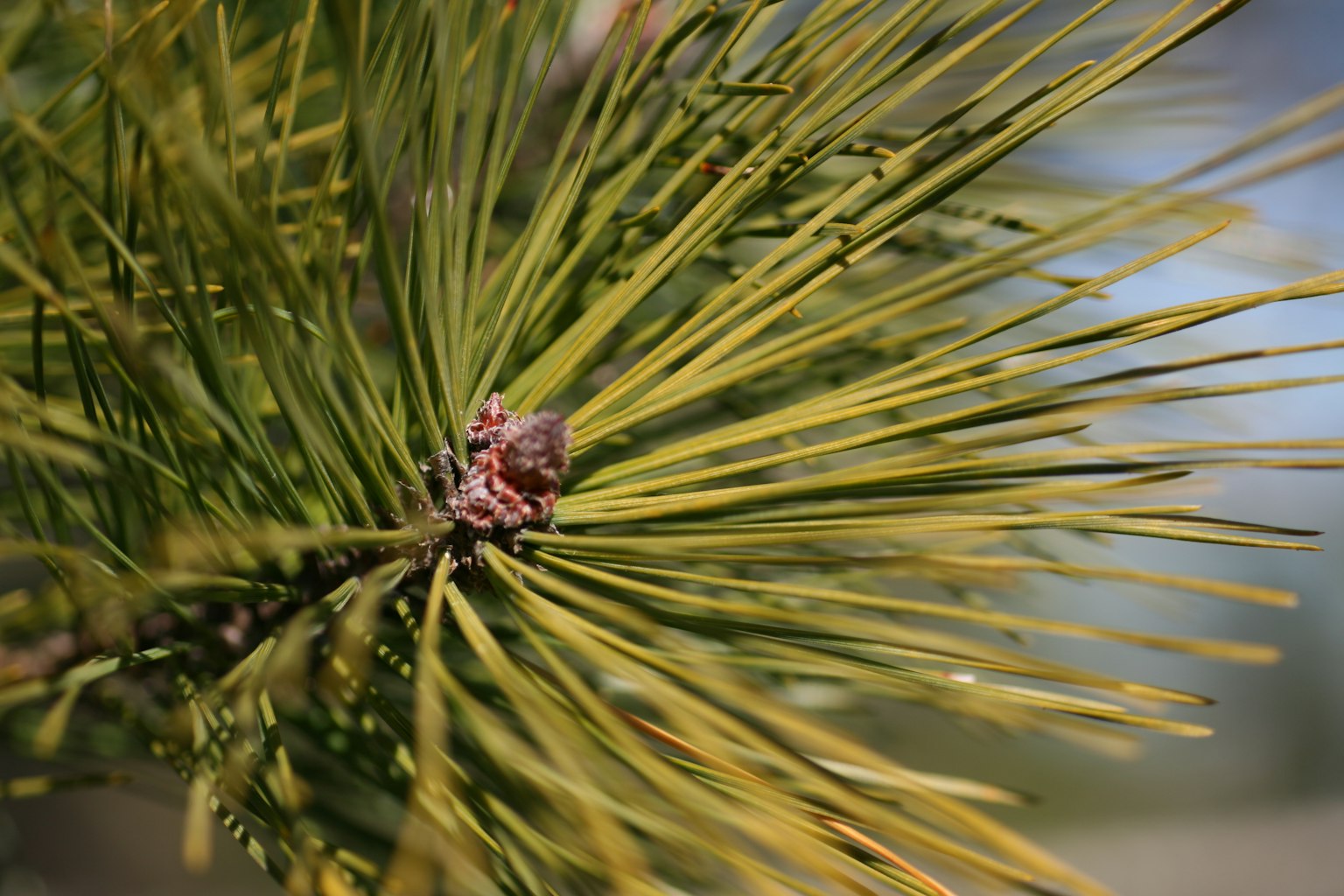 Close-up of pine needles featuring green and yellow hues