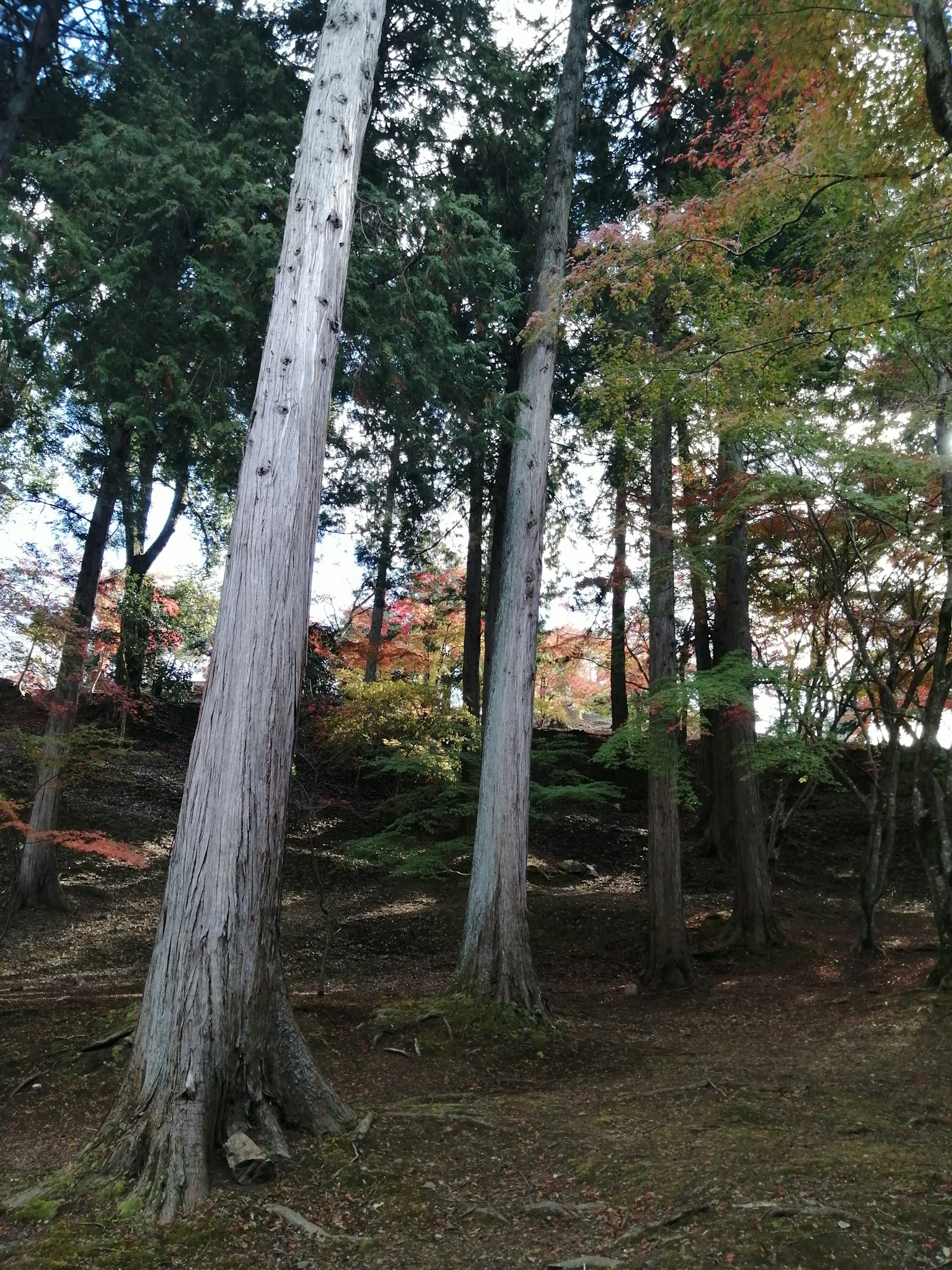 Forest scene with tall trees and autumn foliage