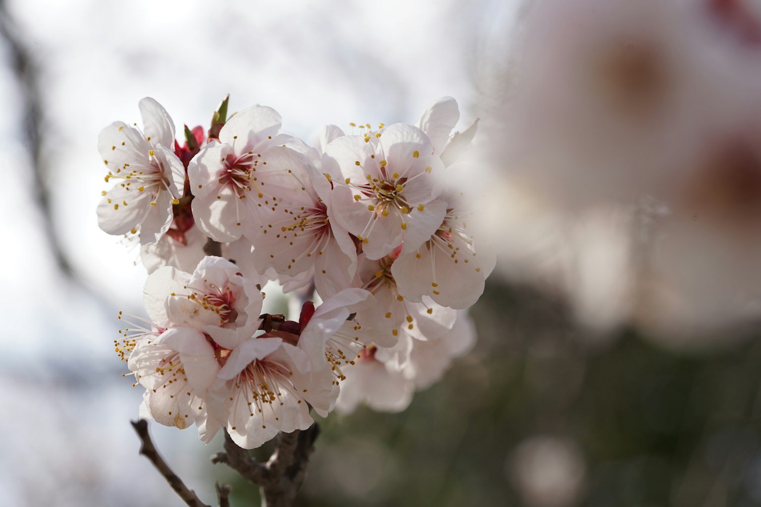 Kirschblüten in voller Blüte