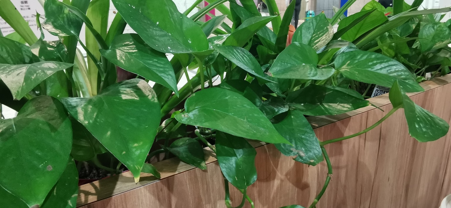 Close-up of green leaves of a plant in a wooden planter