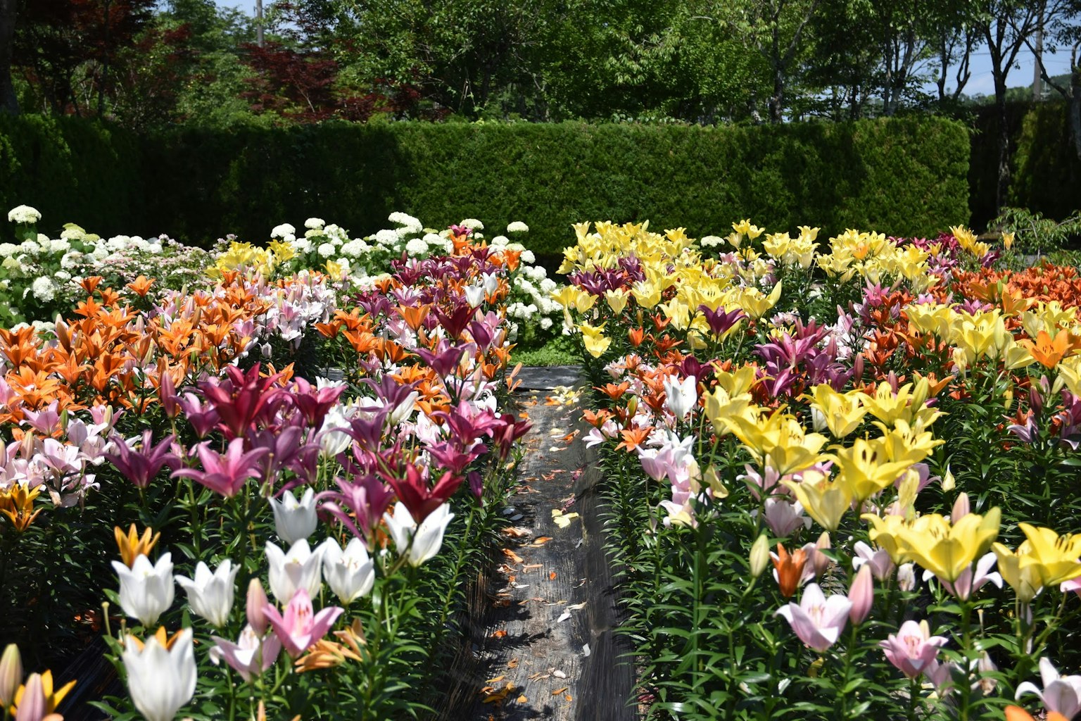 Lebendiger Garten voller blühender Lilien in verschiedenen Farben