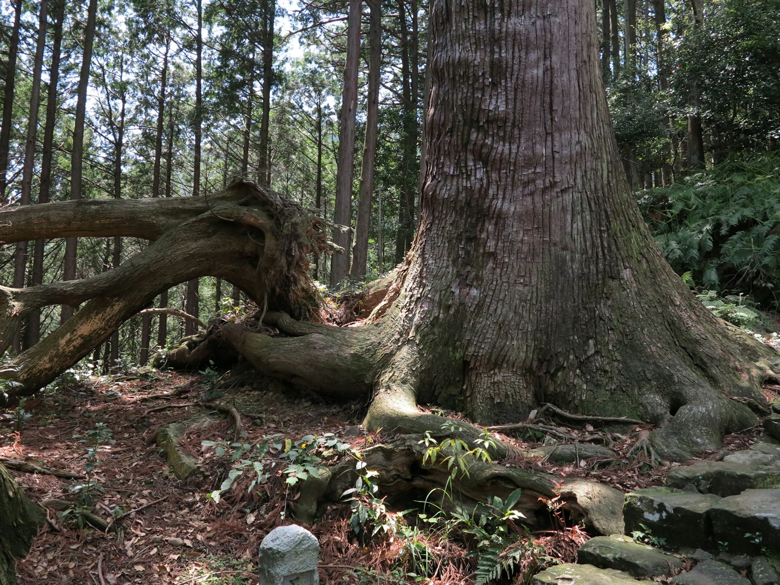 Grande albero di cedro con radici esposte e paesaggio forestale circostante